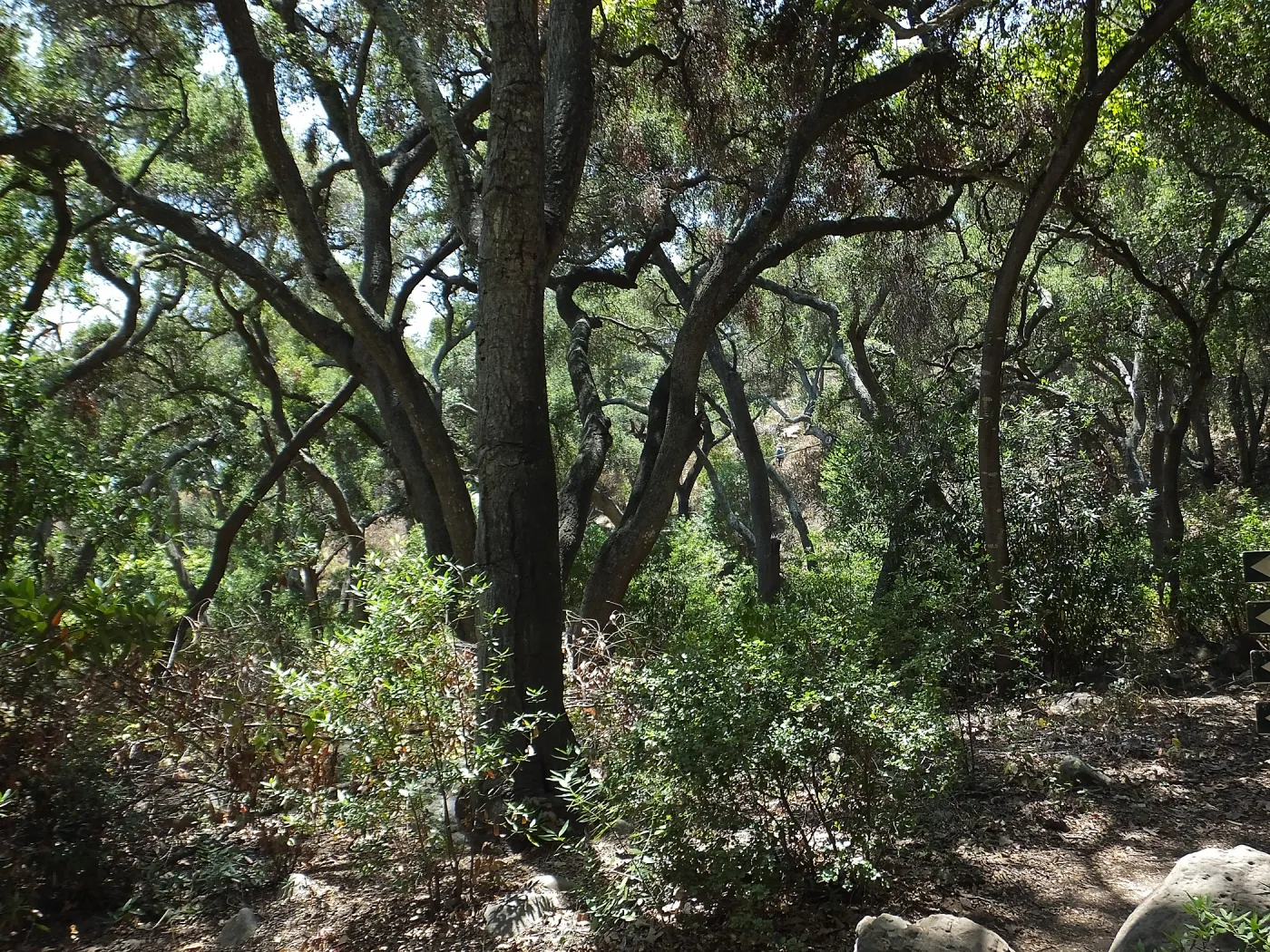 Woodland view towards Easton-Aqueduct Trail from Canyon Trail
