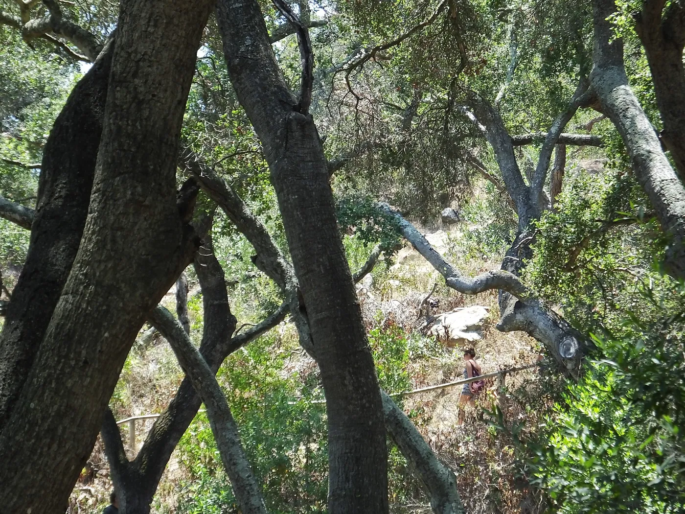 Woodland view towards Easton-Aqueduct Trail from Canyon Trail