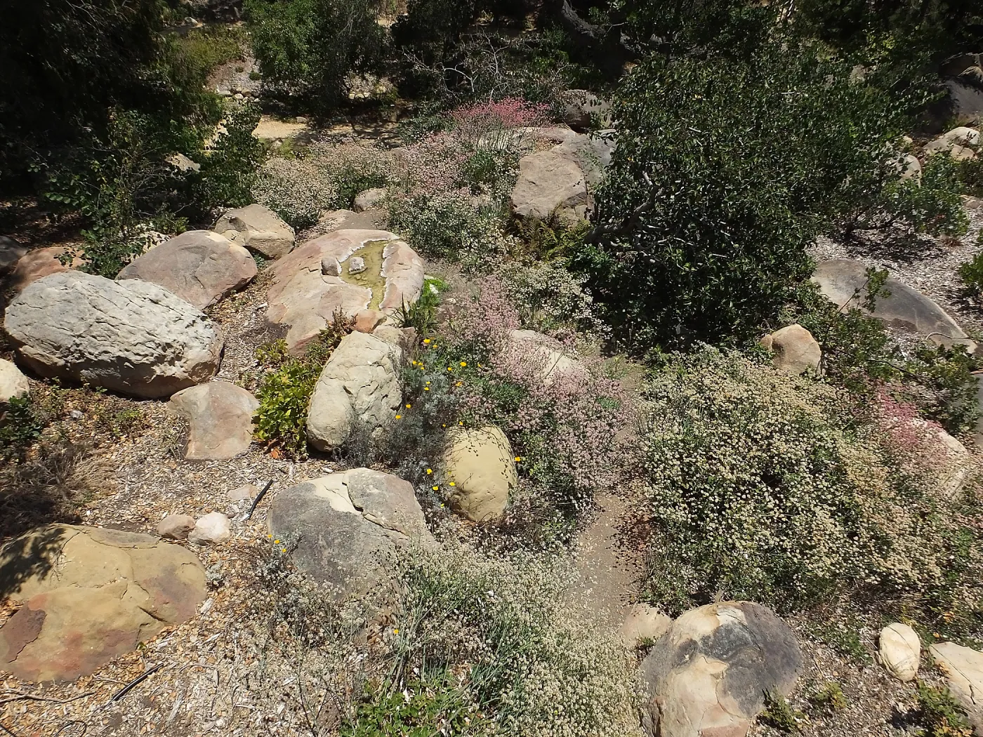 Eriogonum grande in the Manzanita Section
