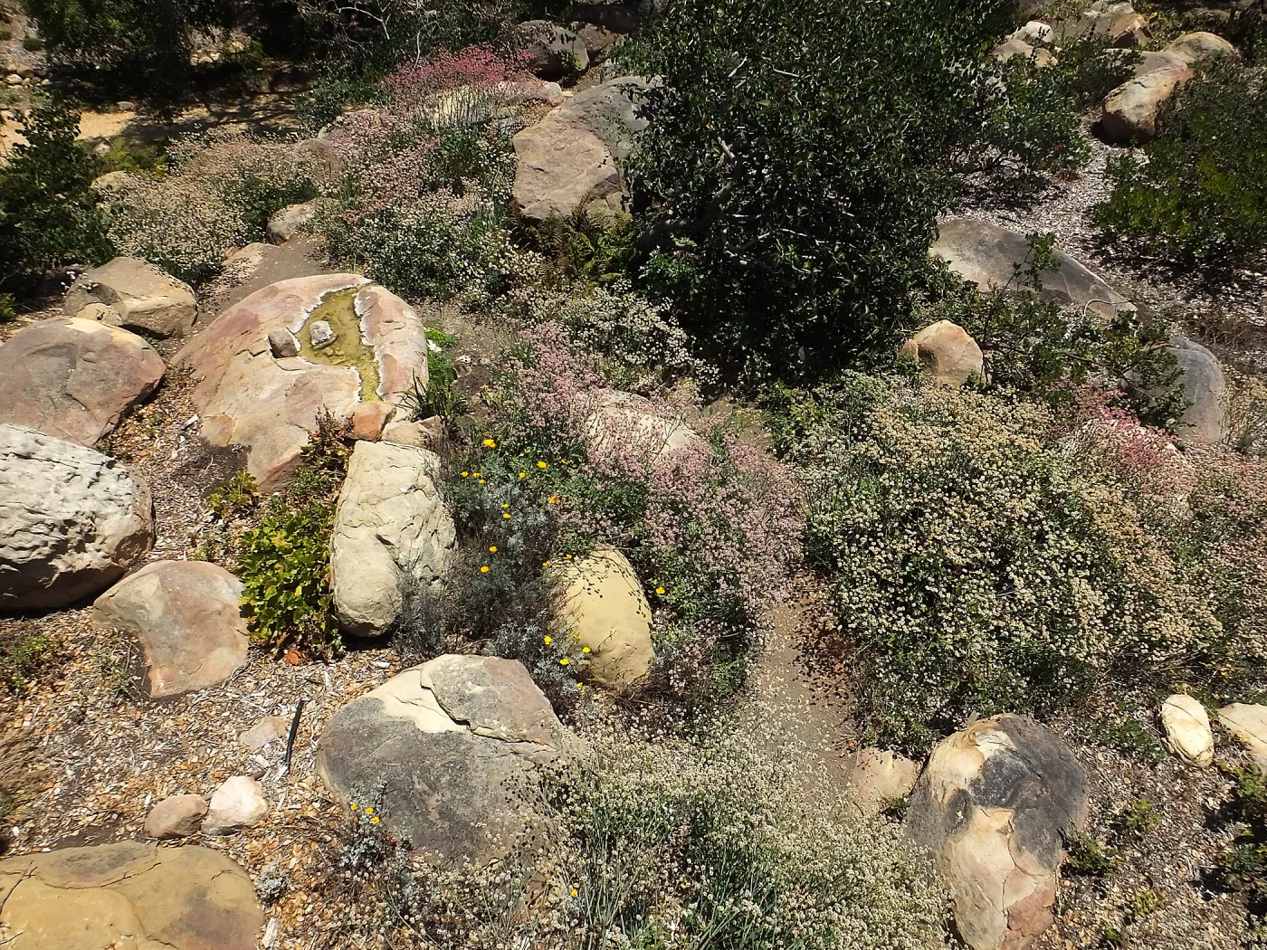 Eriogonum grande in the Manzanita Section