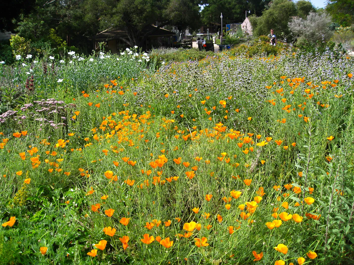 wildflowers in bloom, ground cover section