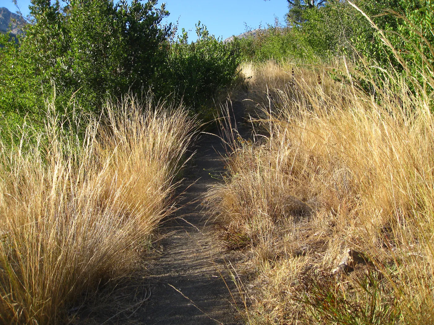 Nassella lepida, path to Hort Unit