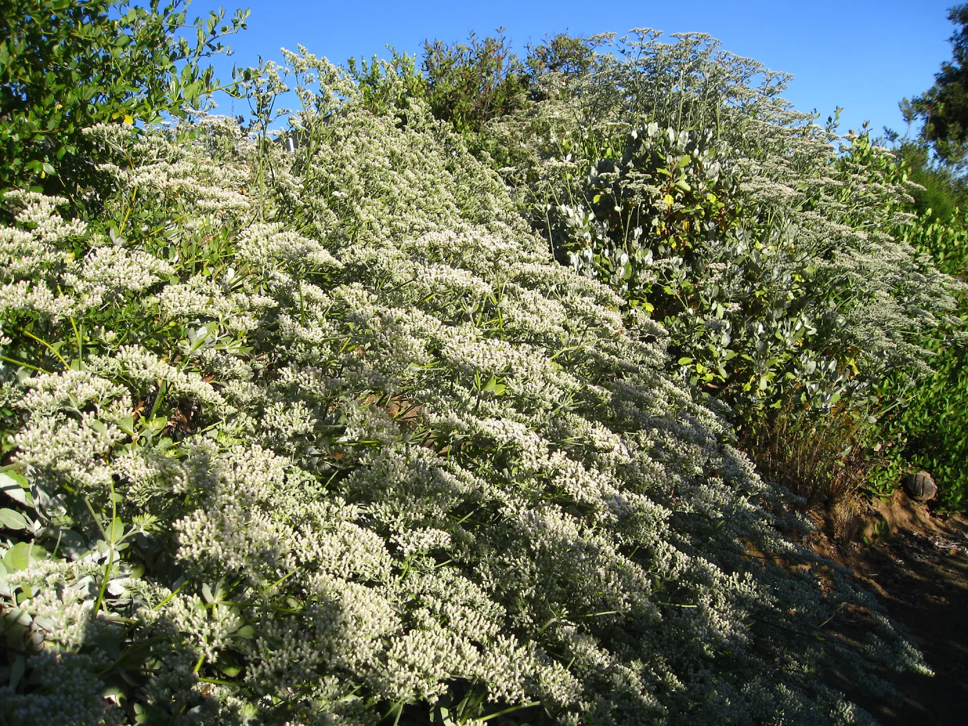 Eriogonum giganteum below Hort Unit
