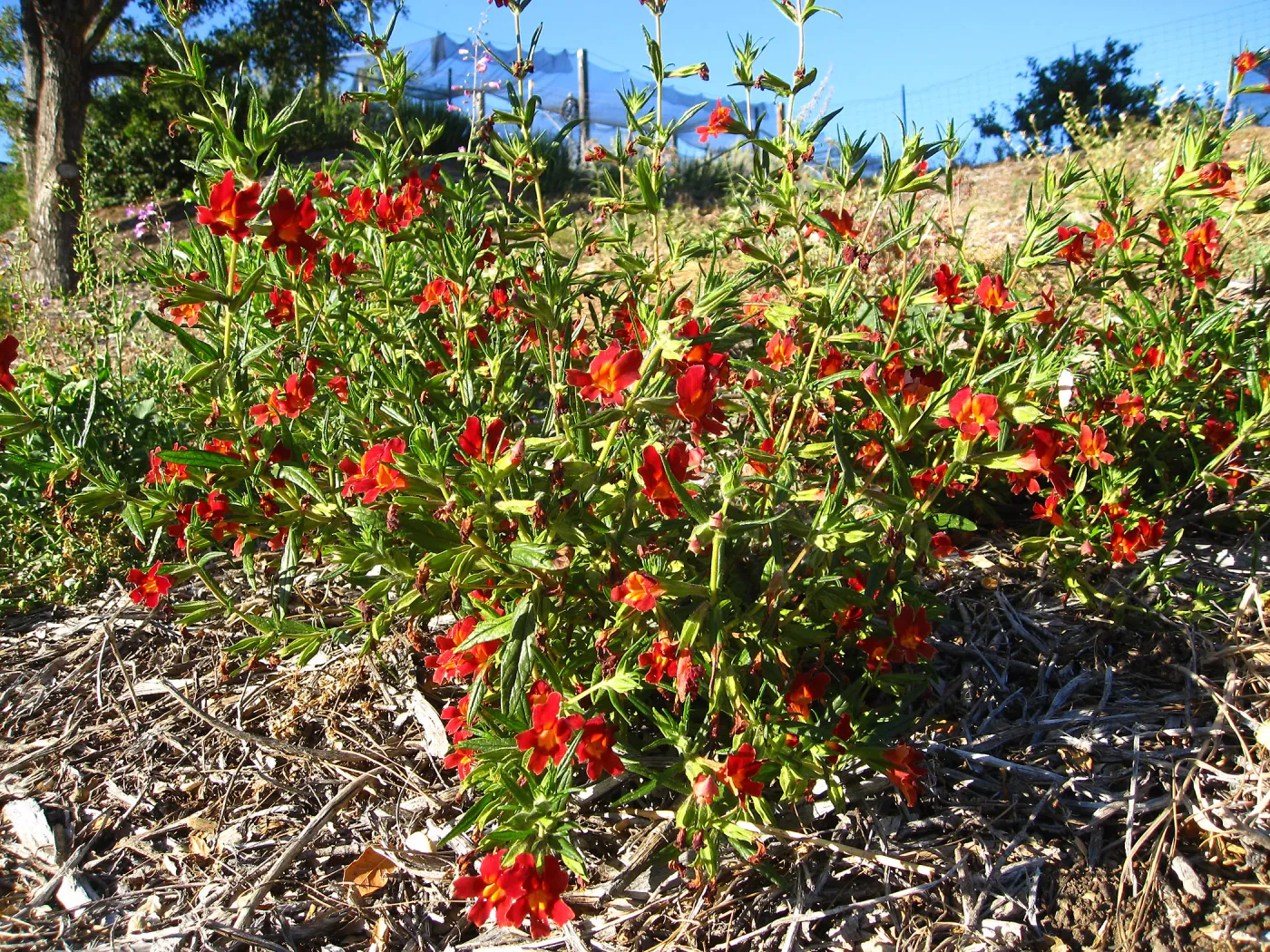 PIP Mimiulus trials, SW Trail