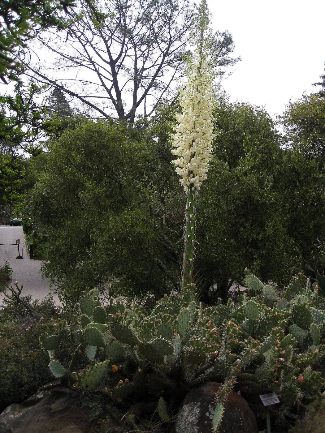 Yucca blosson amid Opuntia (Prickly-pear)