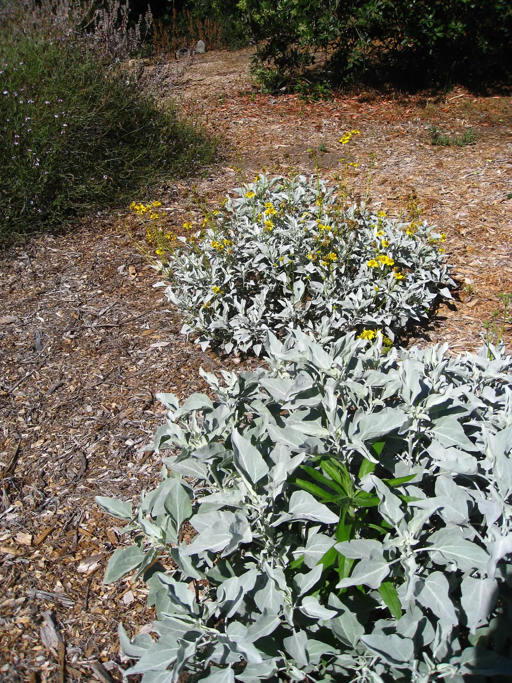 Encelia farinosa, Tunnel Triangle