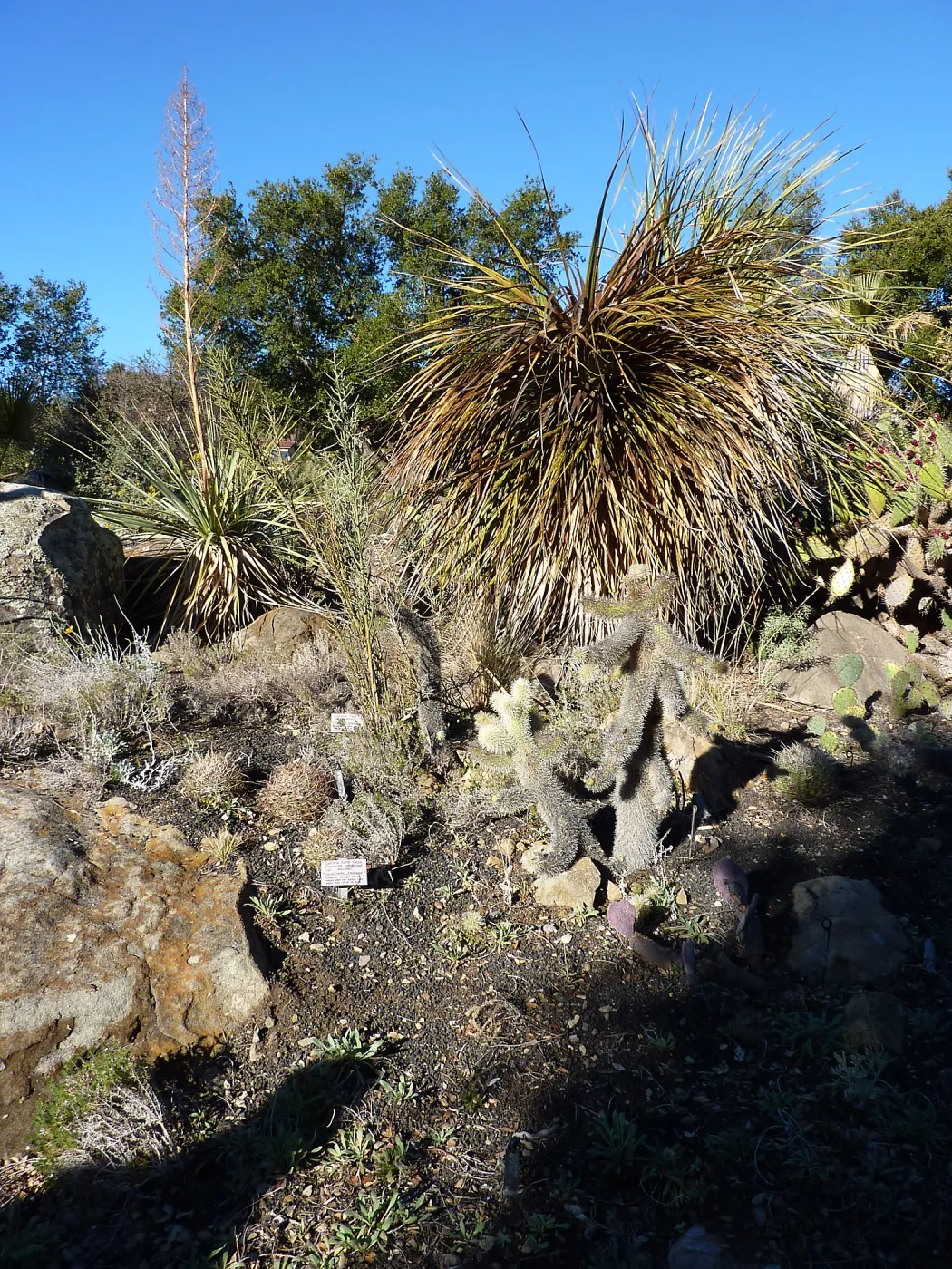 Nolina in Desert Section