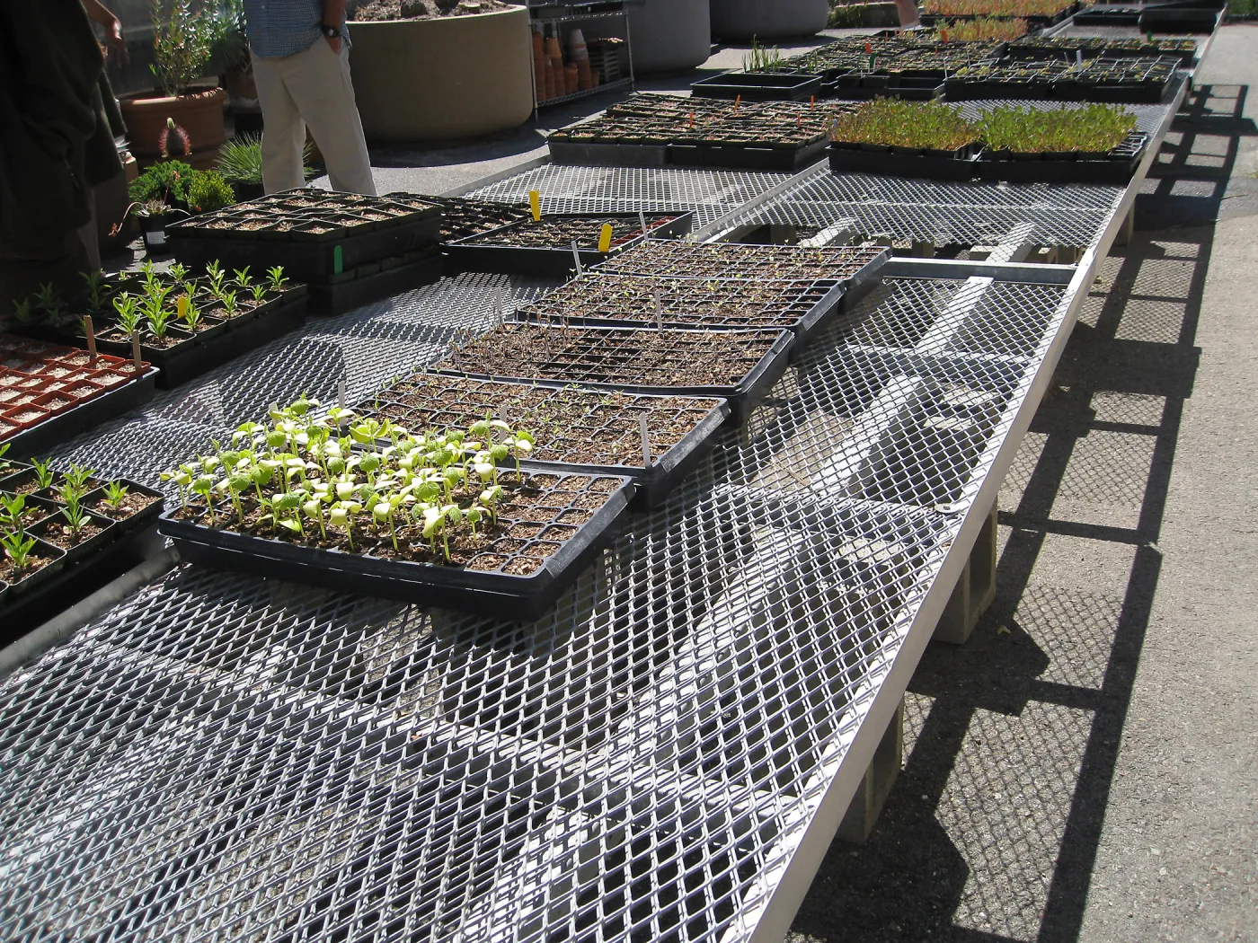 Rancho Santa Ana Botanic Garden Nursery