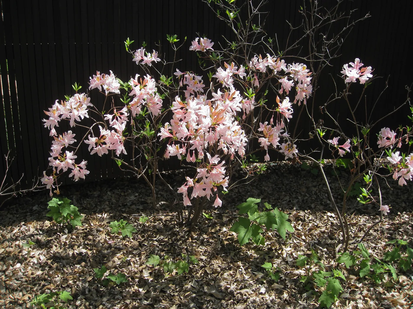 Rhododendron, Rancho Santa Ana Botanic Garden
