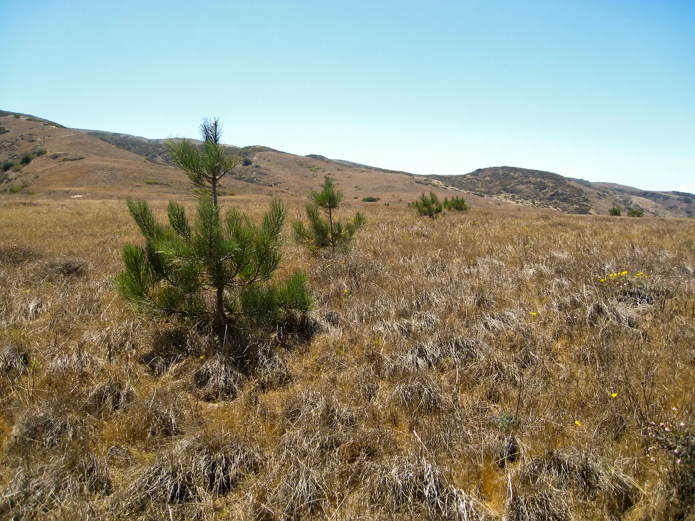 Santa Rosa Island, Torrery Pine seedling