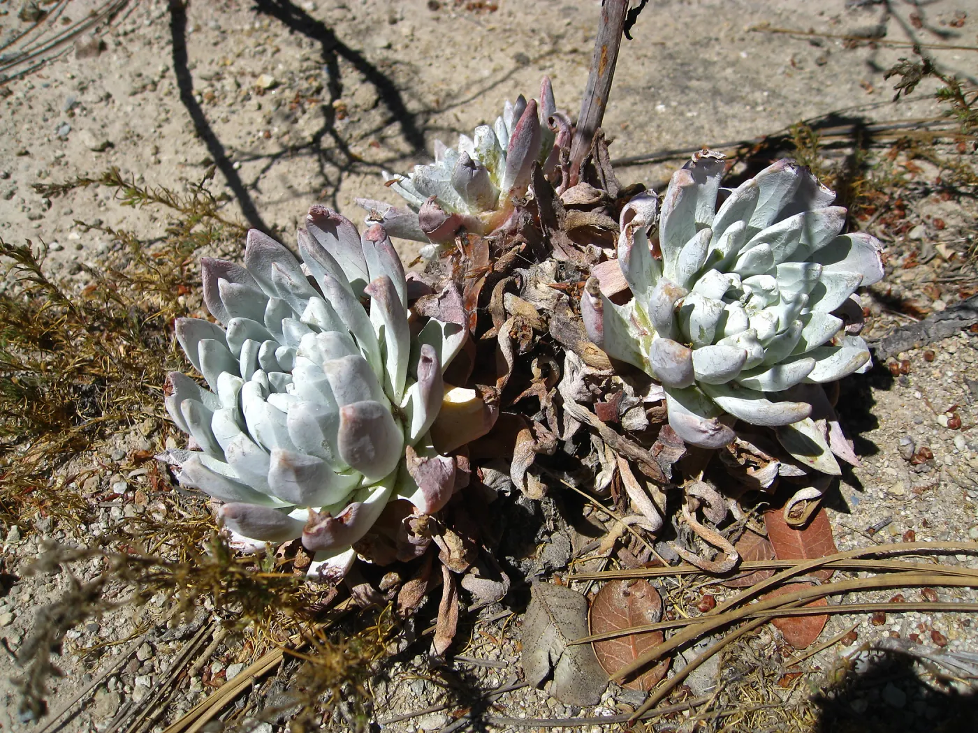Santa Rosa Island, Dudleya greenei