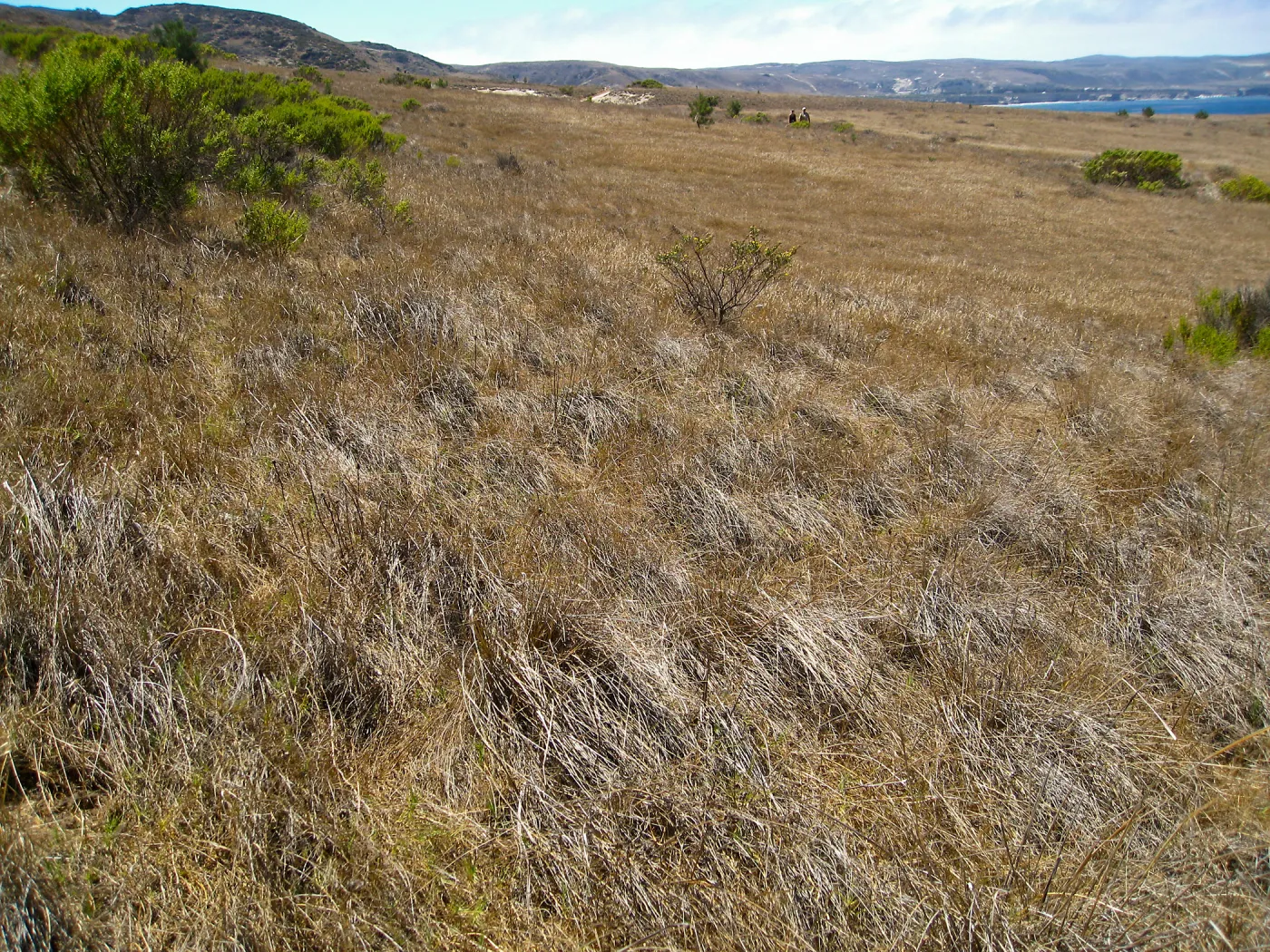 Santa Rosa Island, Nasella