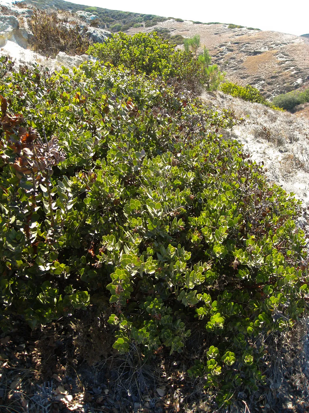 Santa Rosa Island, Arctostaphylos