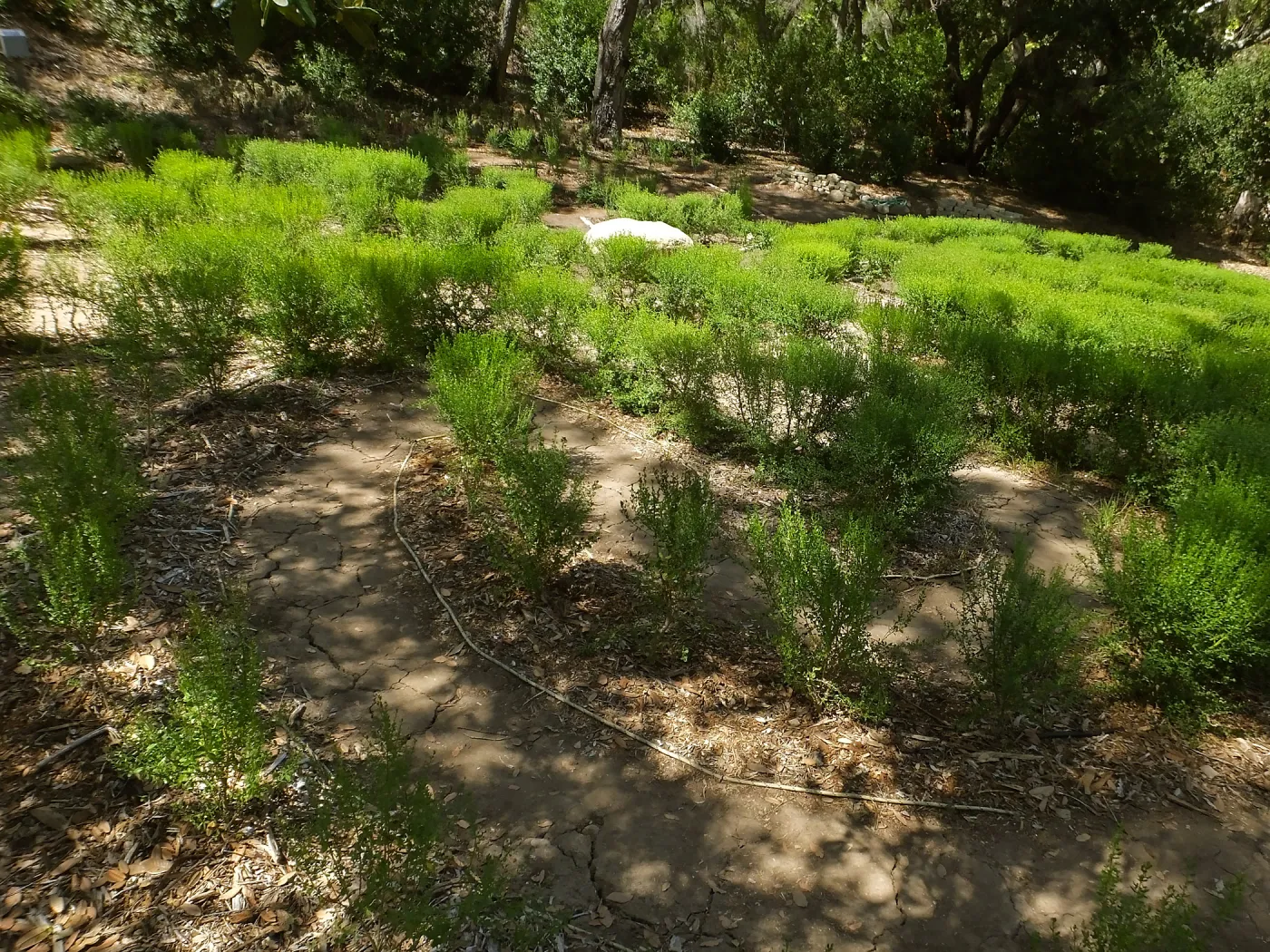Centennial Maze