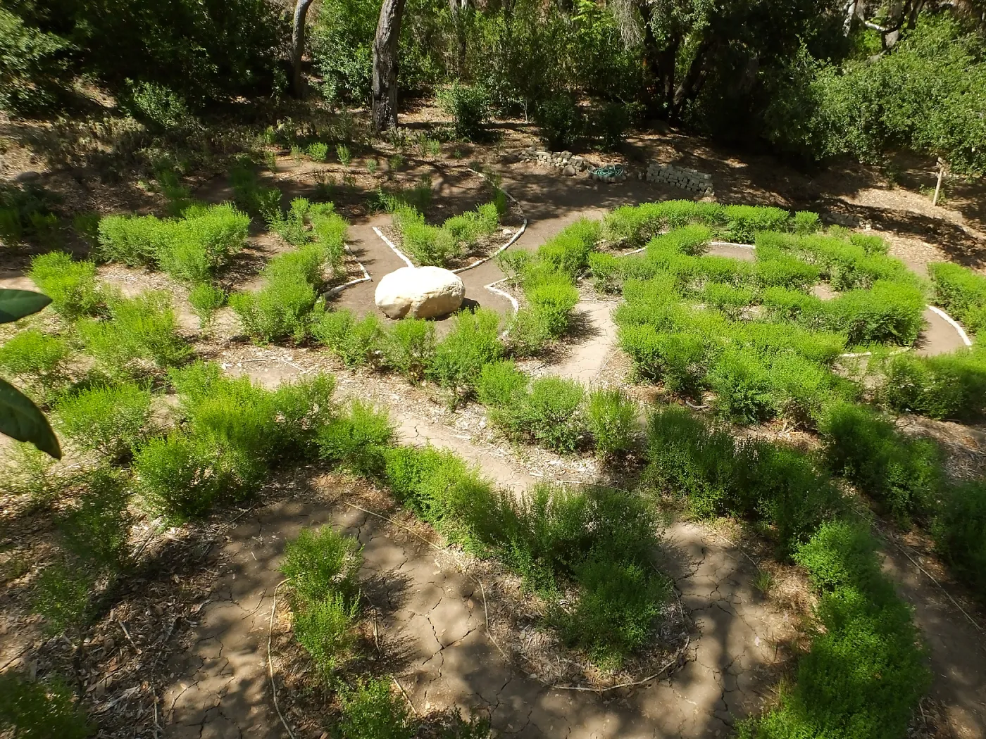 Centennial Maze