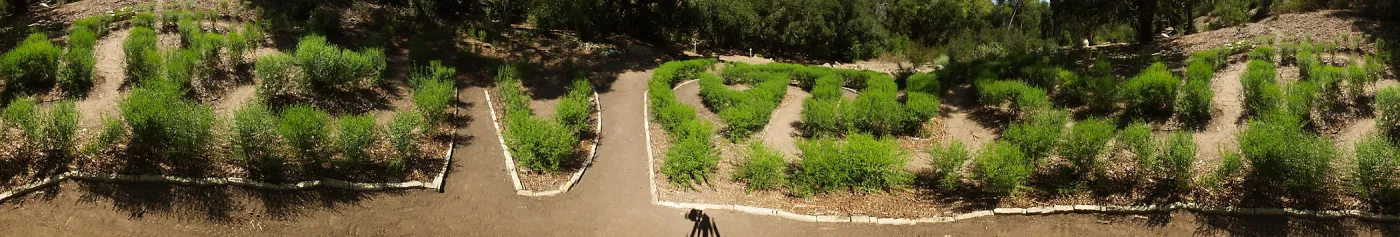 Centennial Maze