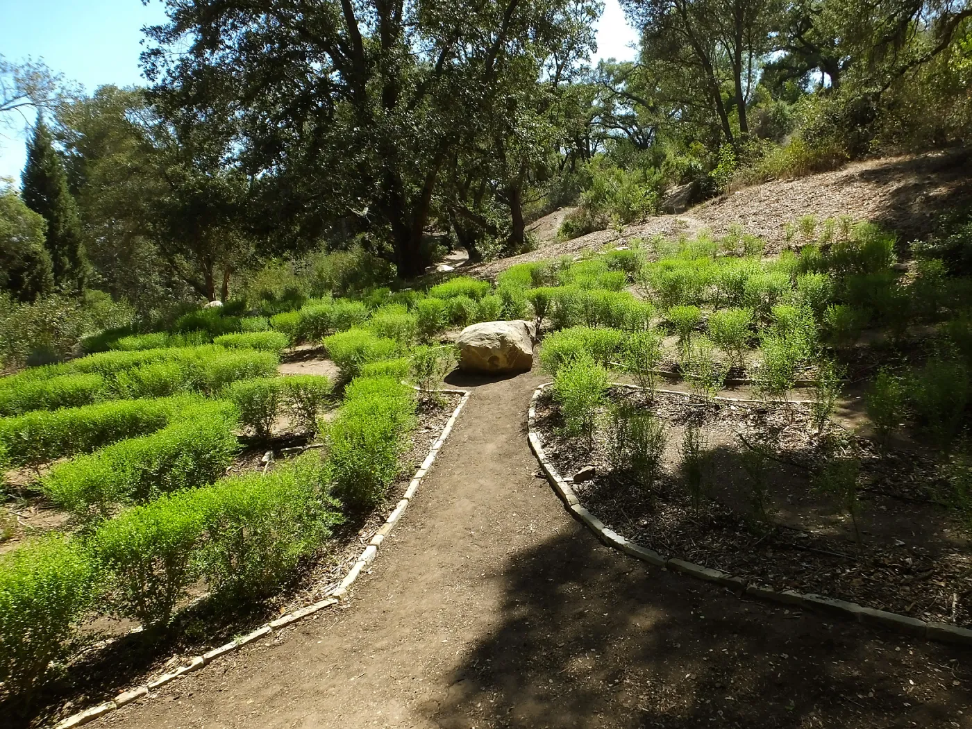 Centennial Maze