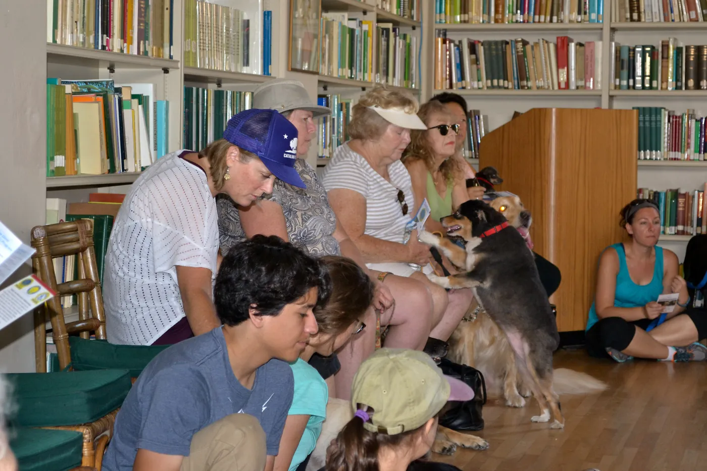 Trails n Tails 2015, dog obedience training demo