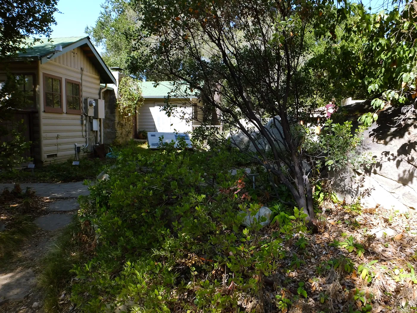 Home Demonstration Garden Renovation, view 8, north of Cottage, looking west, first day of demolition work