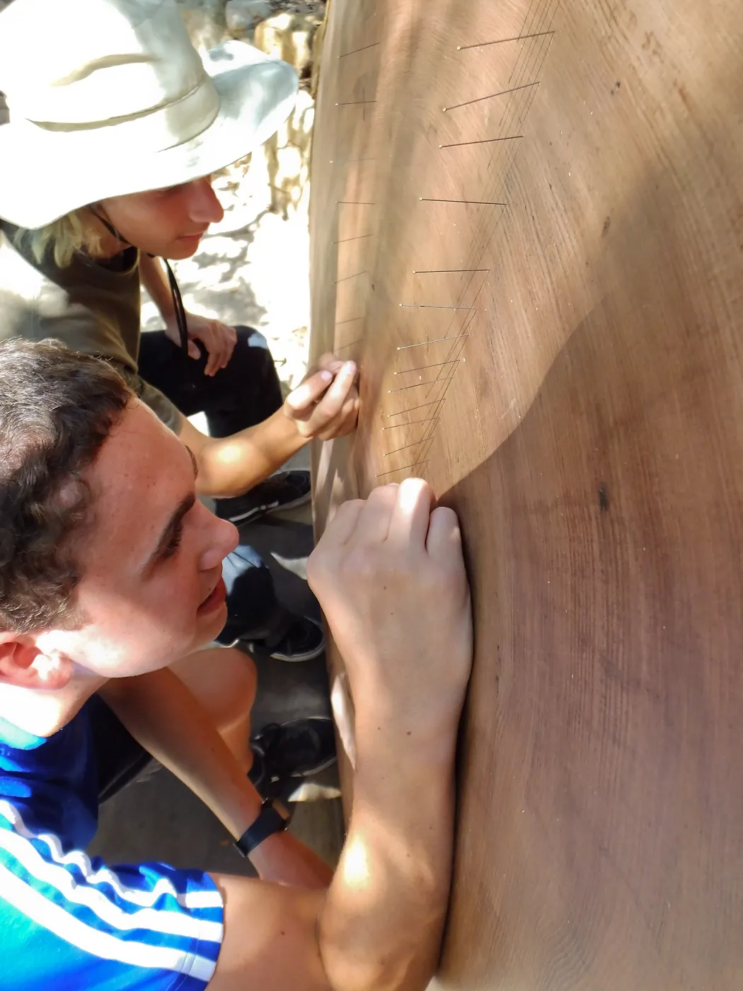 Volunteers counting redwood round rings