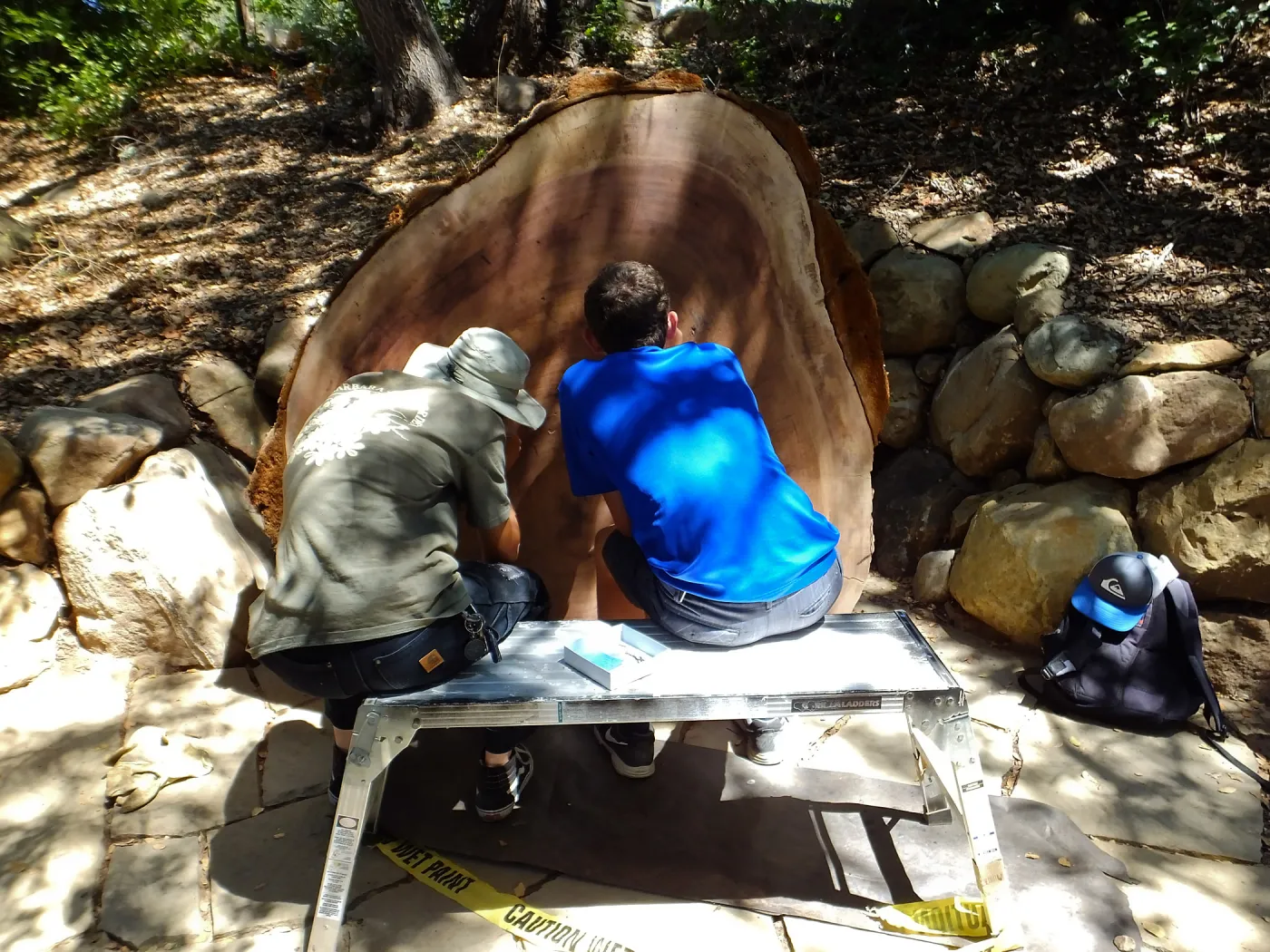 Volunteers counting redwood round rings