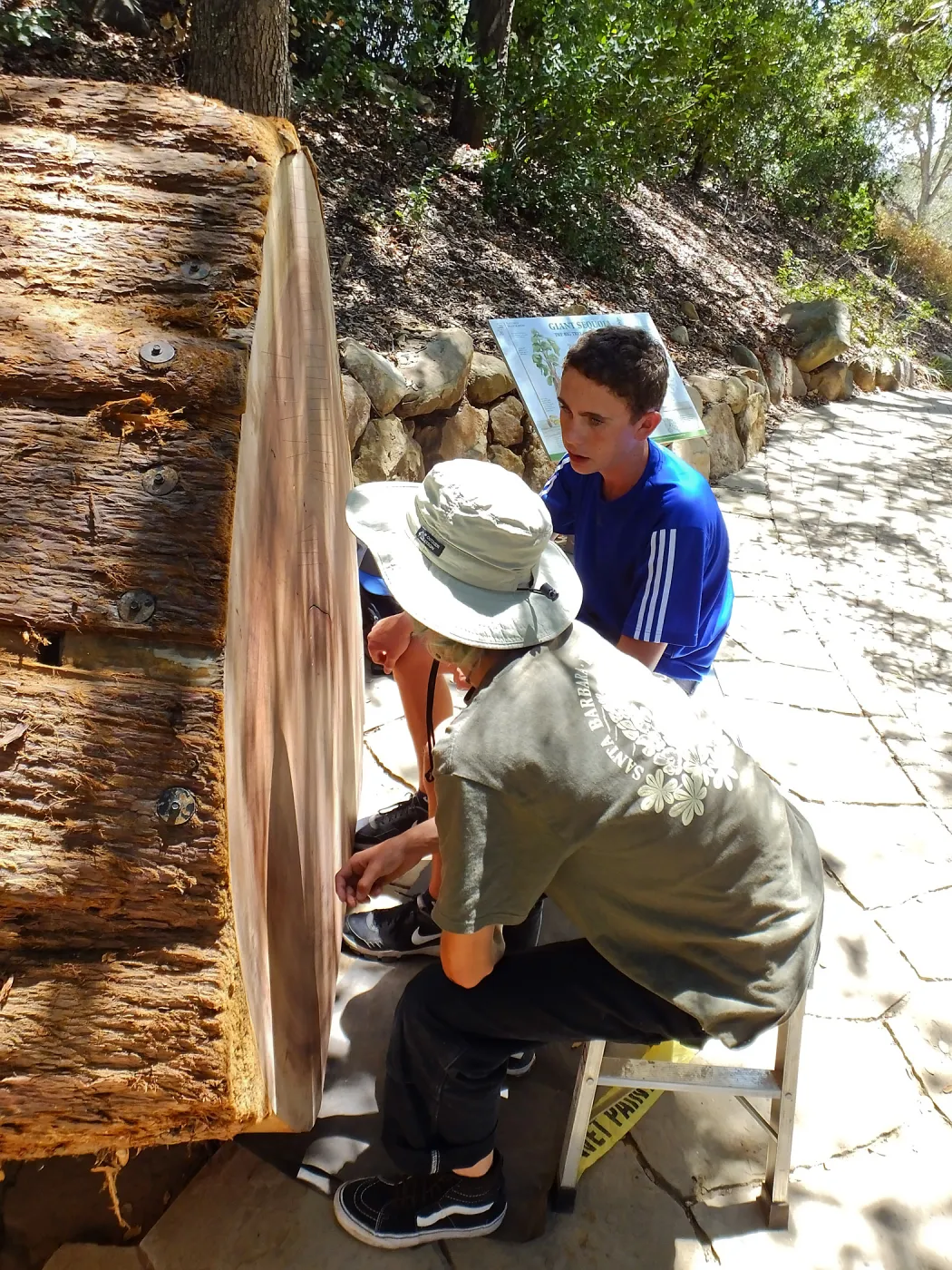 Volunteers counting redwood round rings