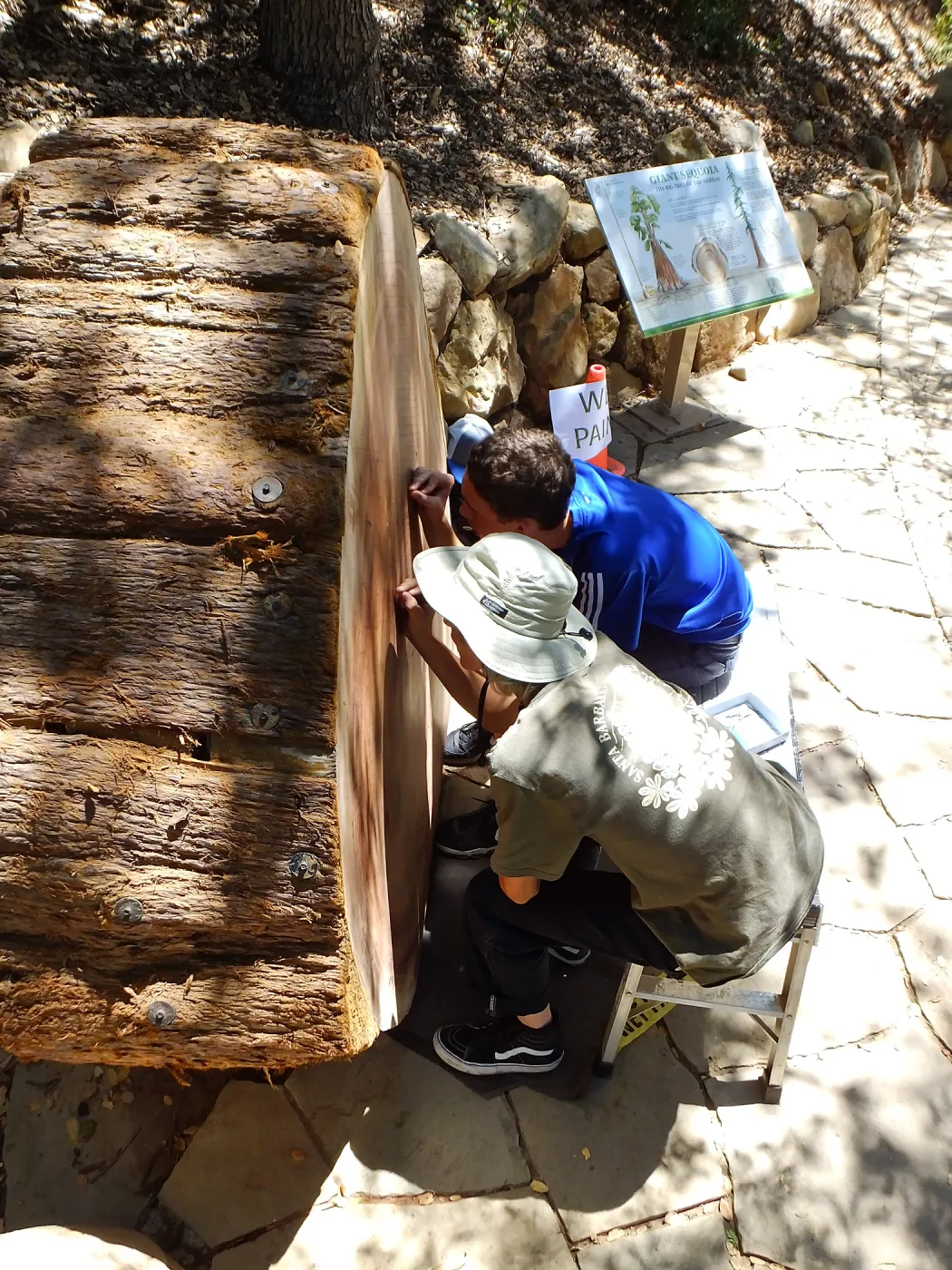 Volunteers counting redwood round rings