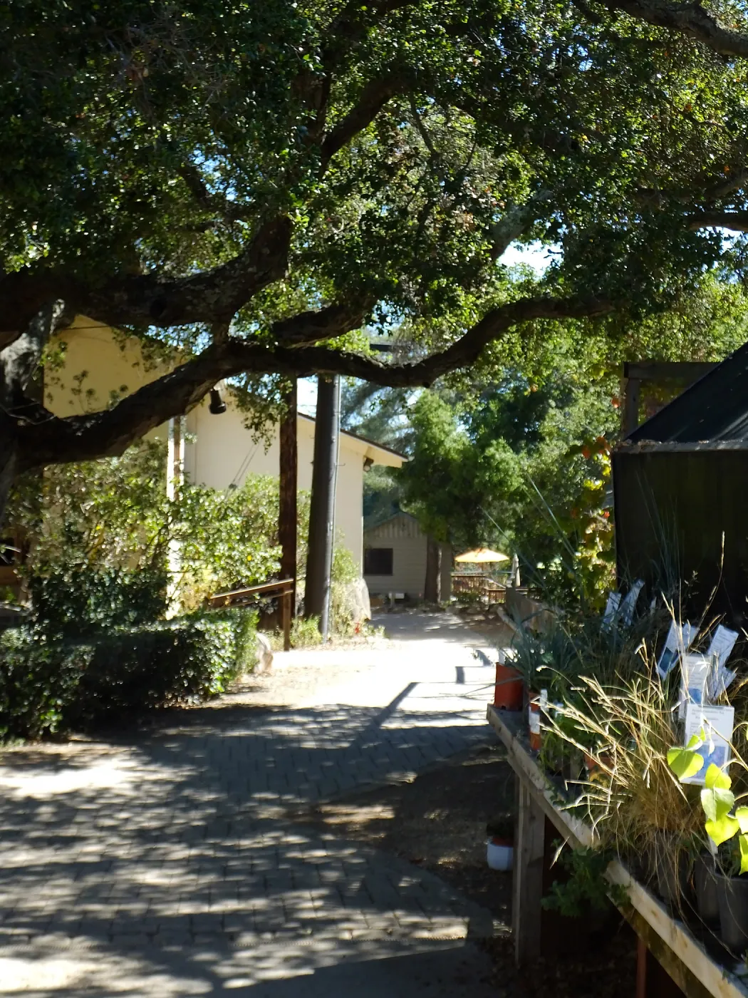 Home Demonstration Garden Renovation, view 32, looking south from Garden Growers Nursery, before demolition
