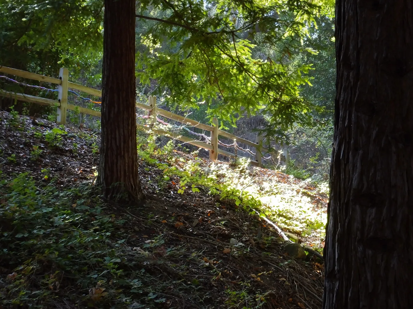 Dormant Dreams Yarn Blast, Redwoods Yarn Walk