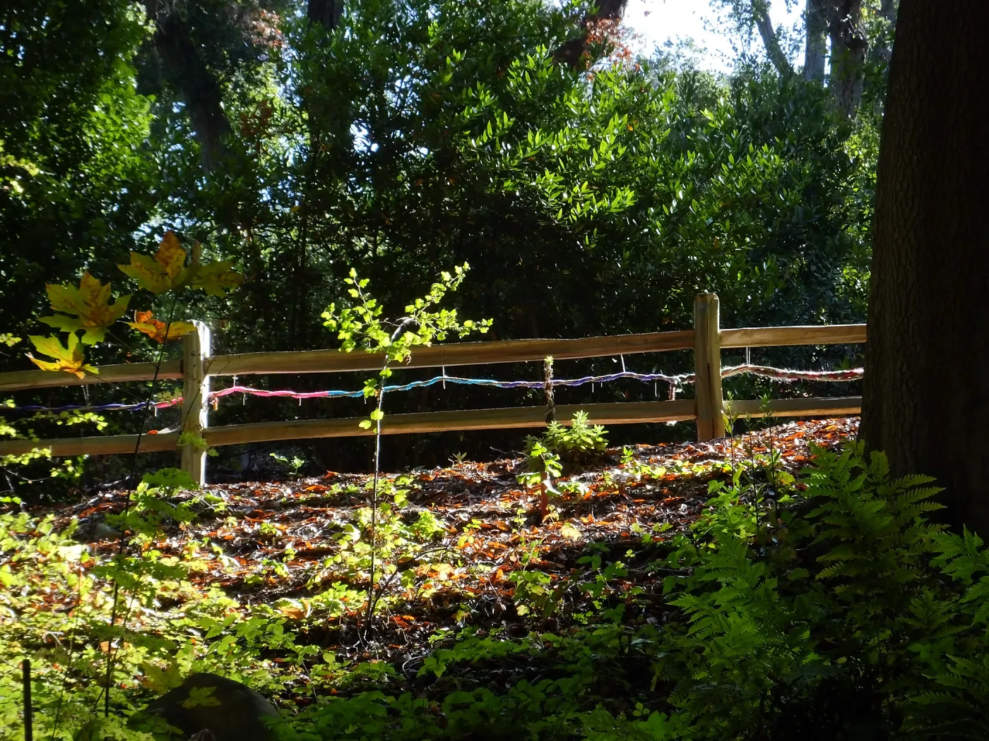 Dormant Dreams Yarn Blast, Redwoods Yarn Walk