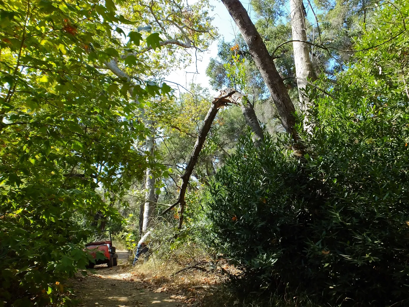 Manuel Gonzalez clearing broken tree limb in Canyon