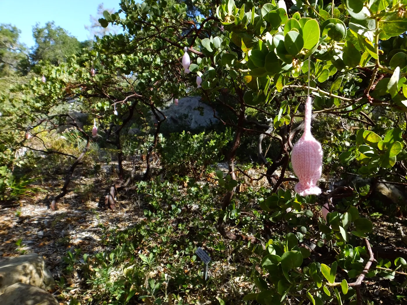 Dormant Dreams Yarn Blast, Off-Season Manzanita Blossoms