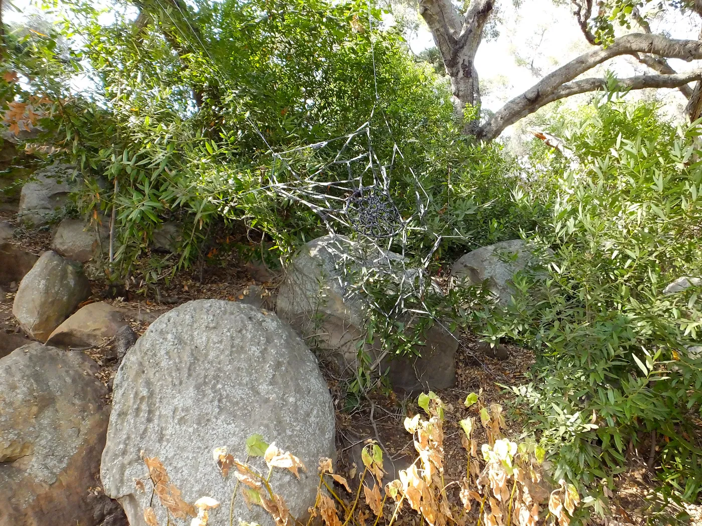 Dormant Dreams Yarn Blast, Canyon Spider Web