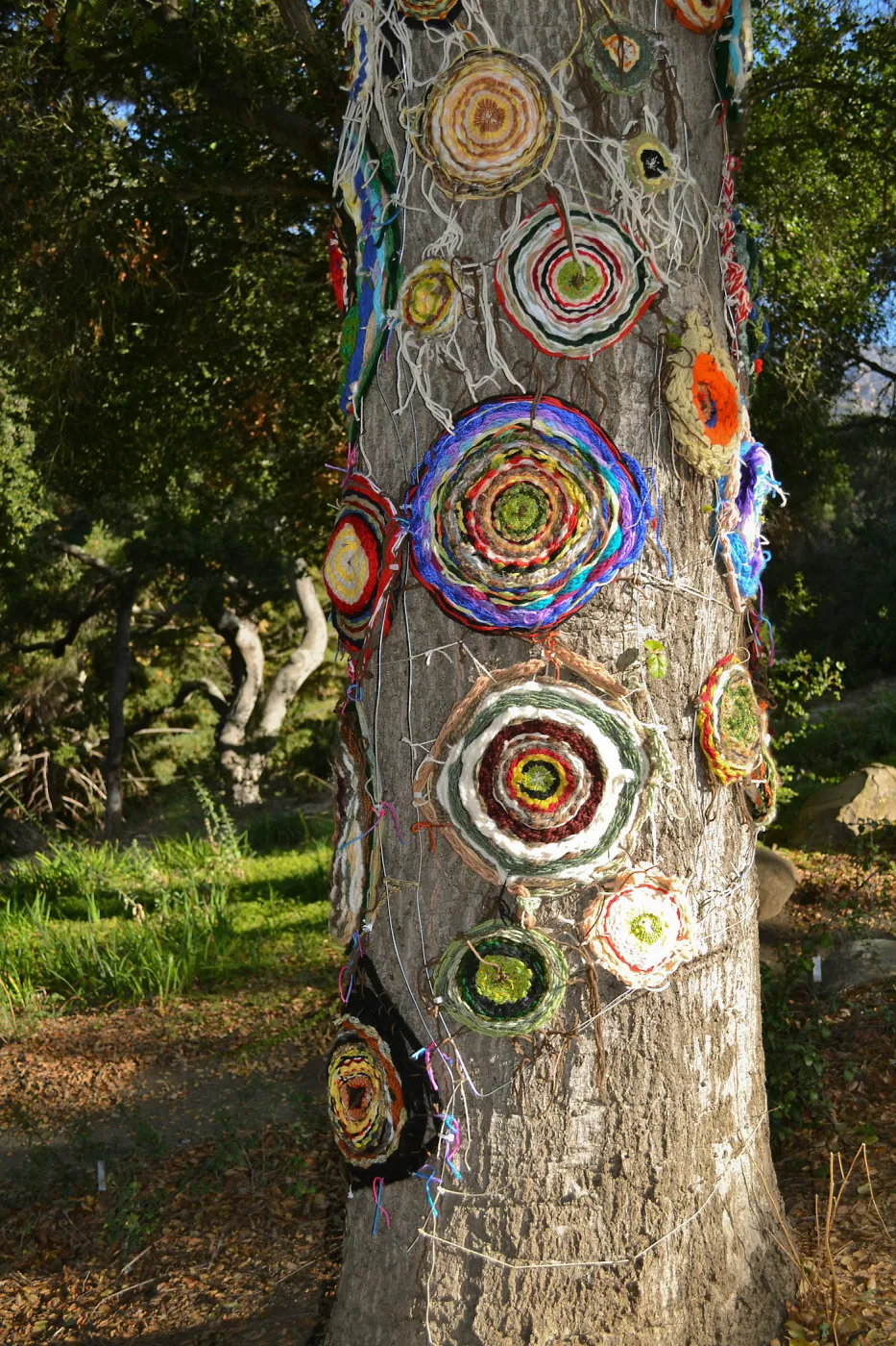 Dormant Dreams Yarn Blast, Coast Oak Circles