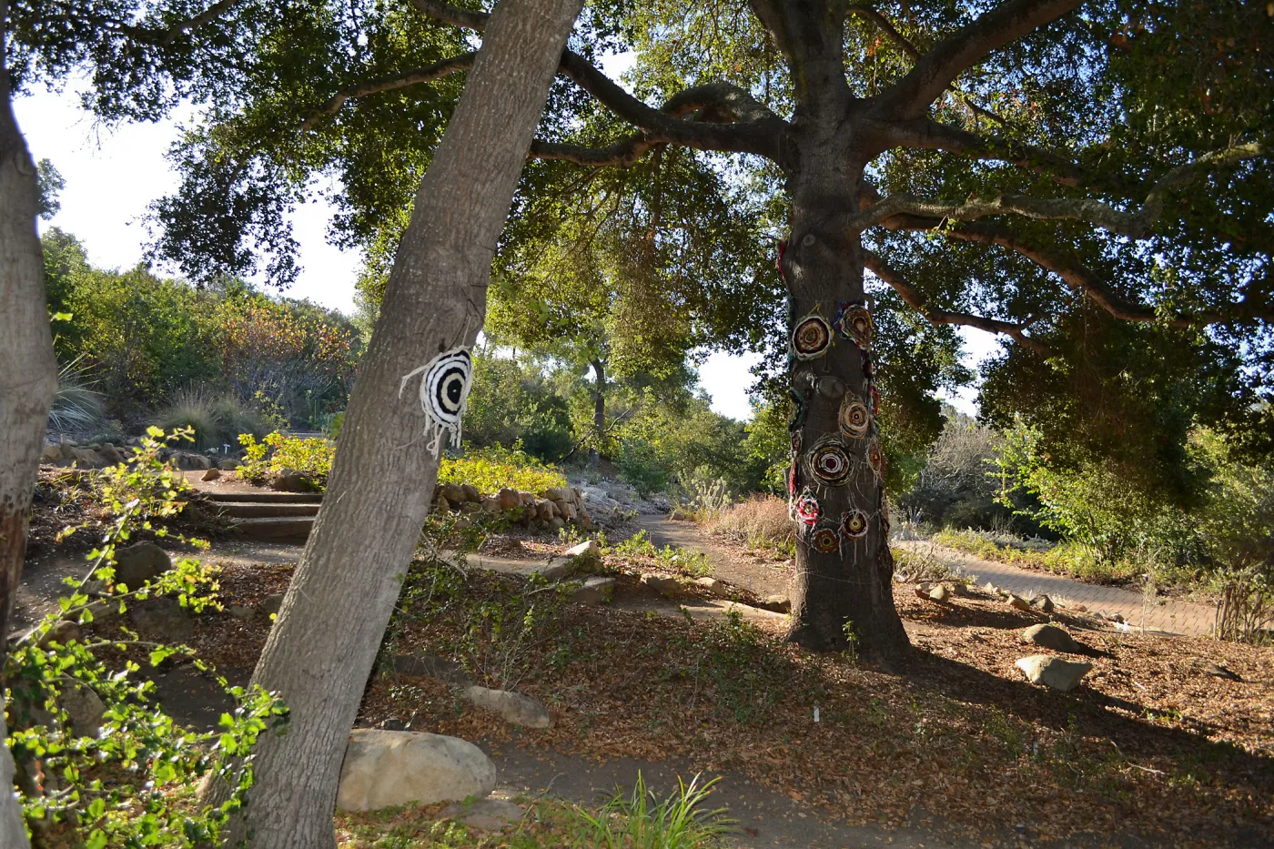 Dormant Dreams Yarn Blast, Coast Oak Circles