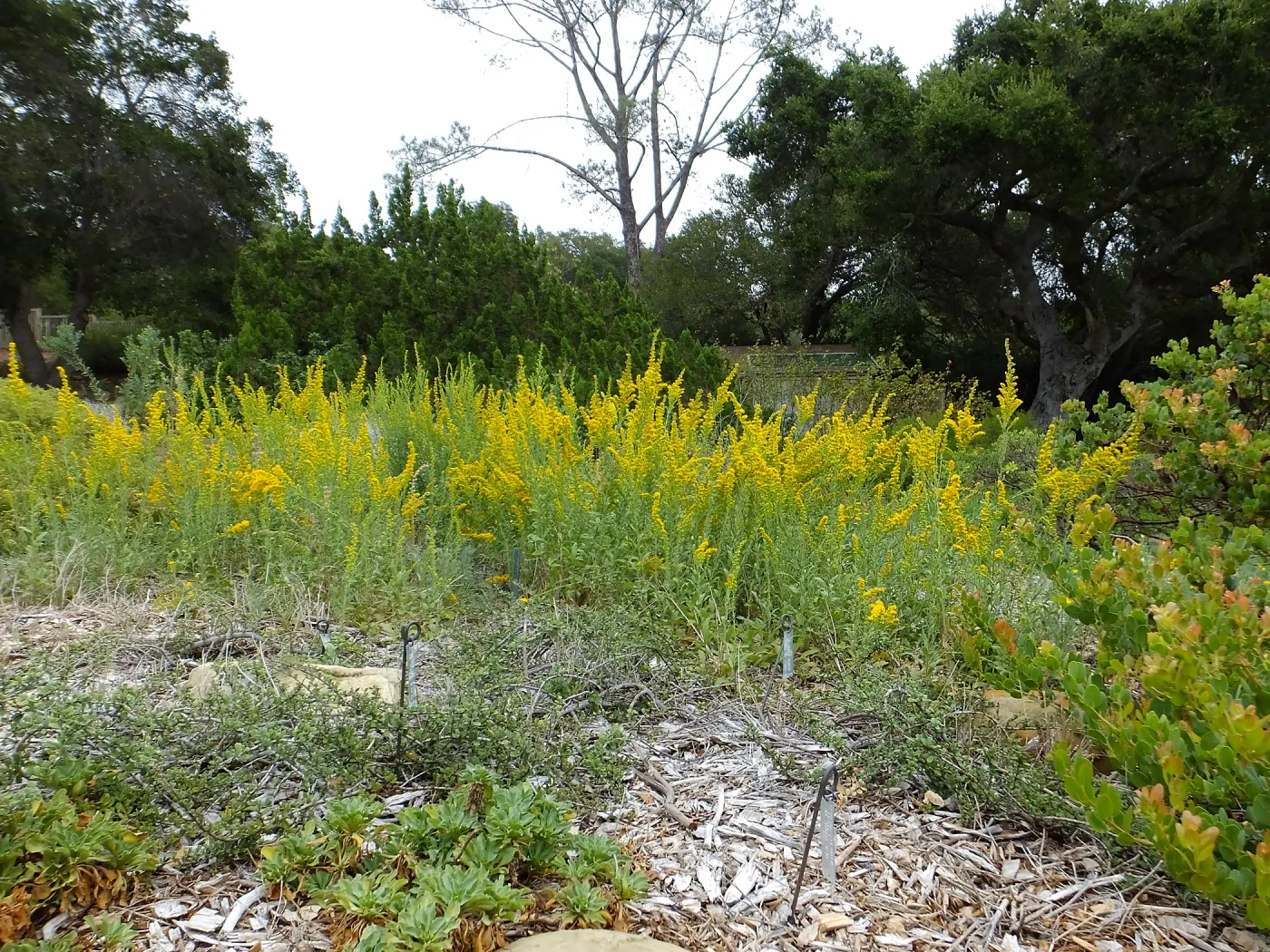 California Goldenrod
