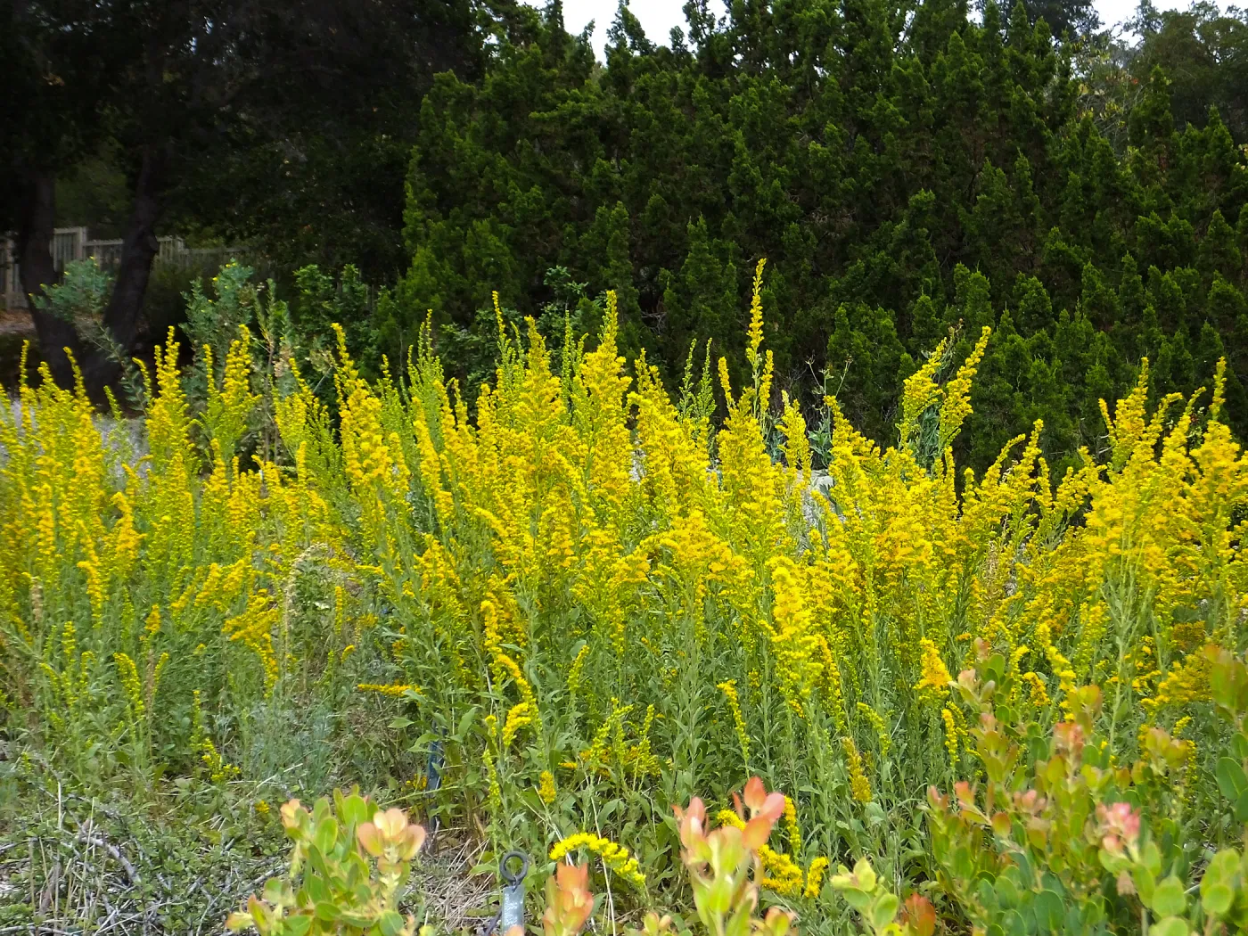 California Goldenrod, Solidago californica