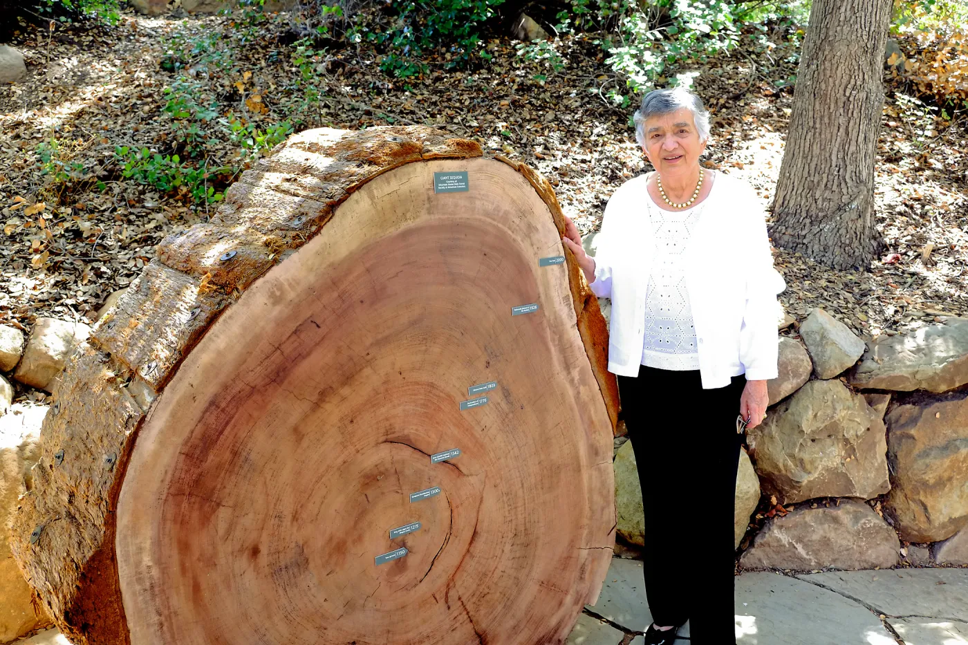 Helene Beaver, Unveiling of the Redwood Round Interpretation Project