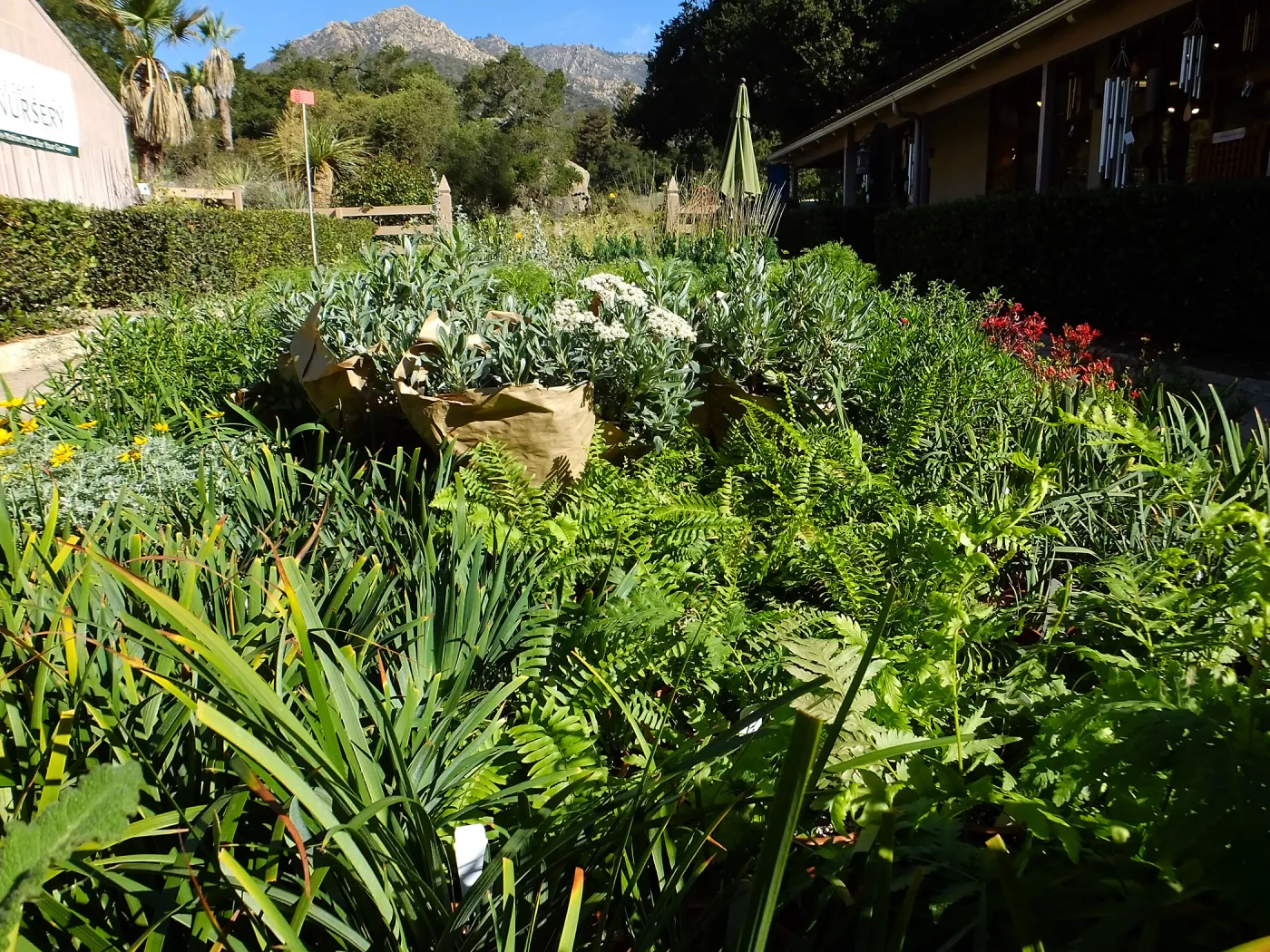 Fall Plant Sale 2015 preparations
