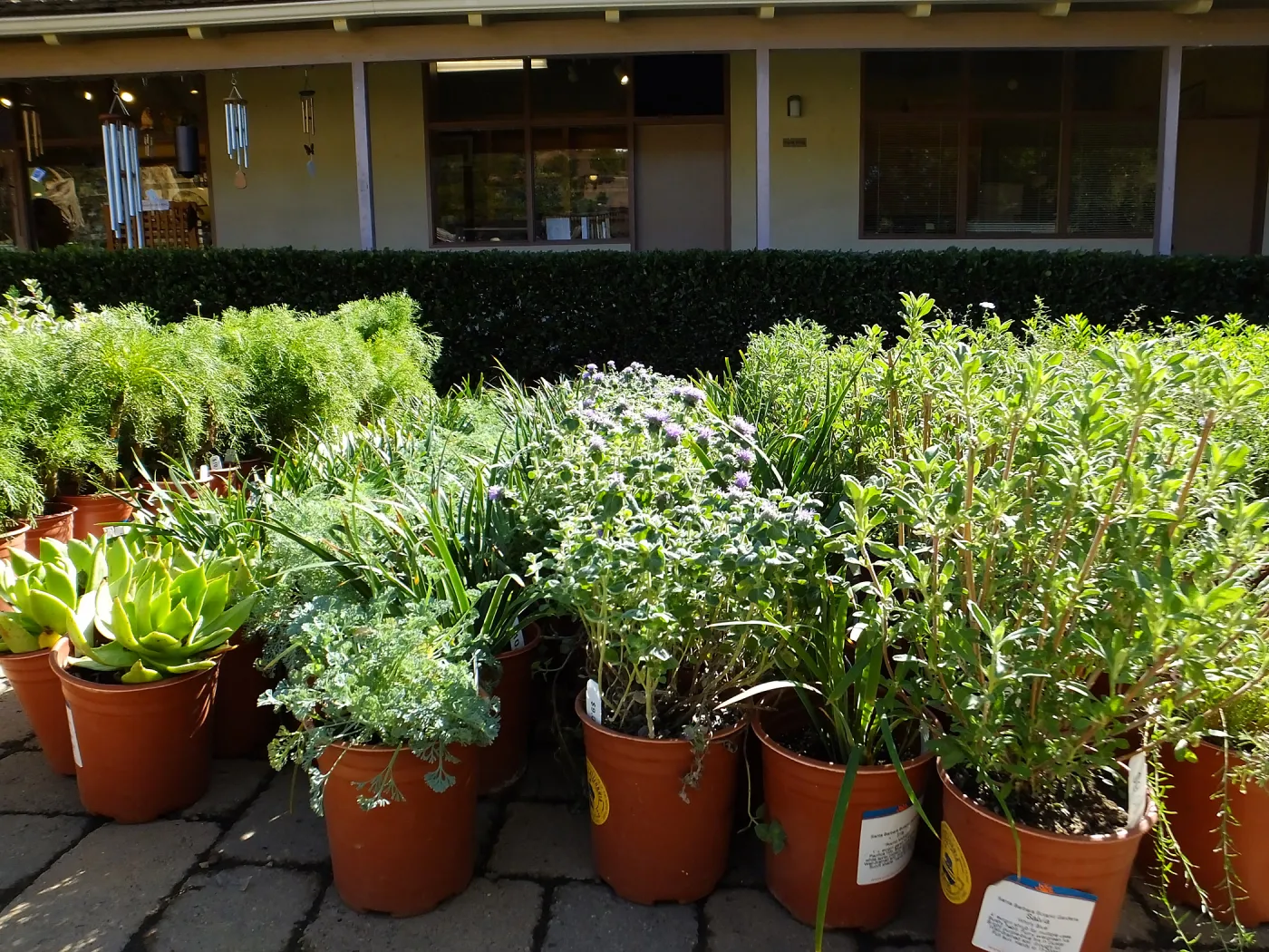 Fall Plant Sale 2015 preparations