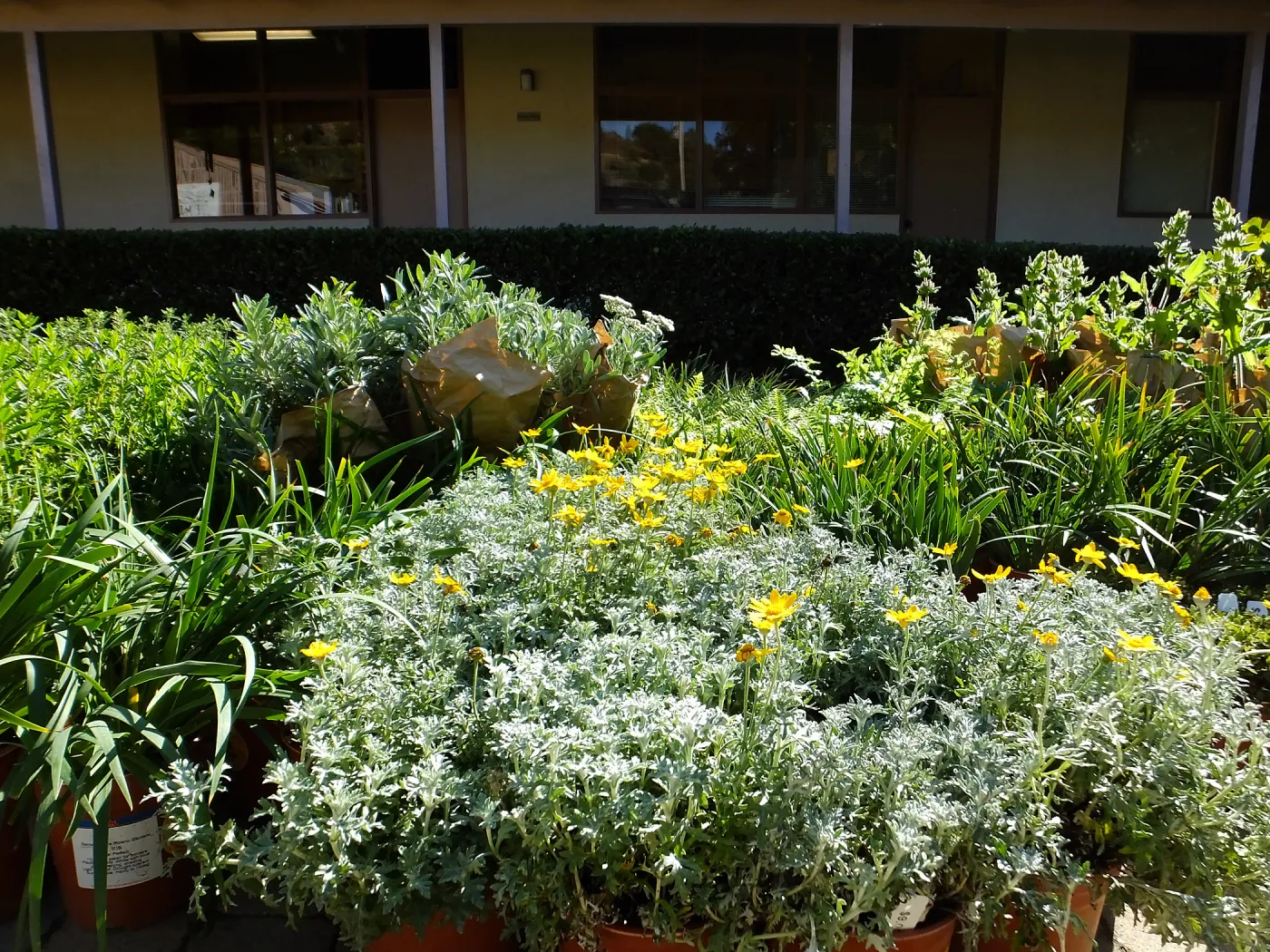 Fall Plant Sale 2015 preparations