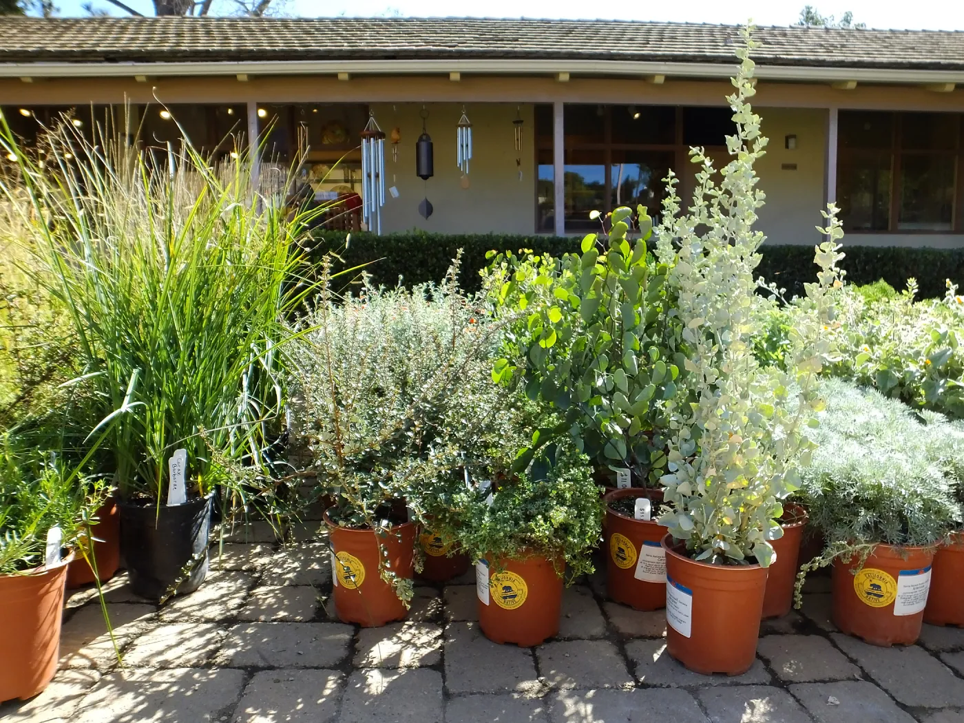 Fall Plant Sale 2015 preparations