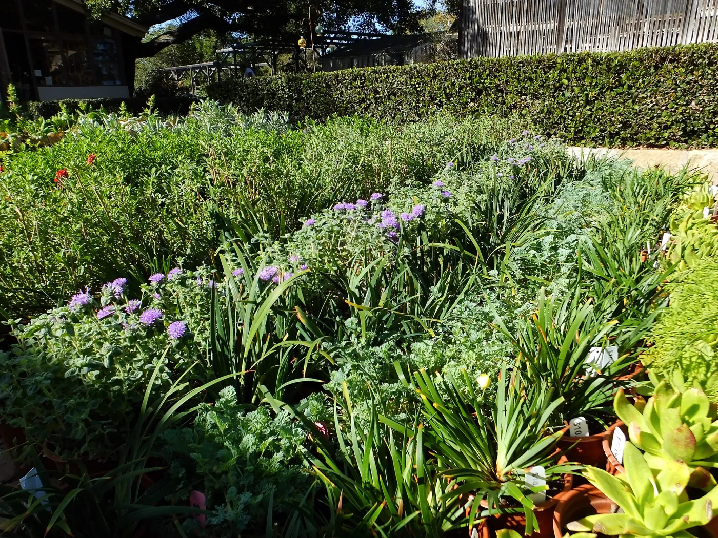 Fall Plant Sale 2015 preparations