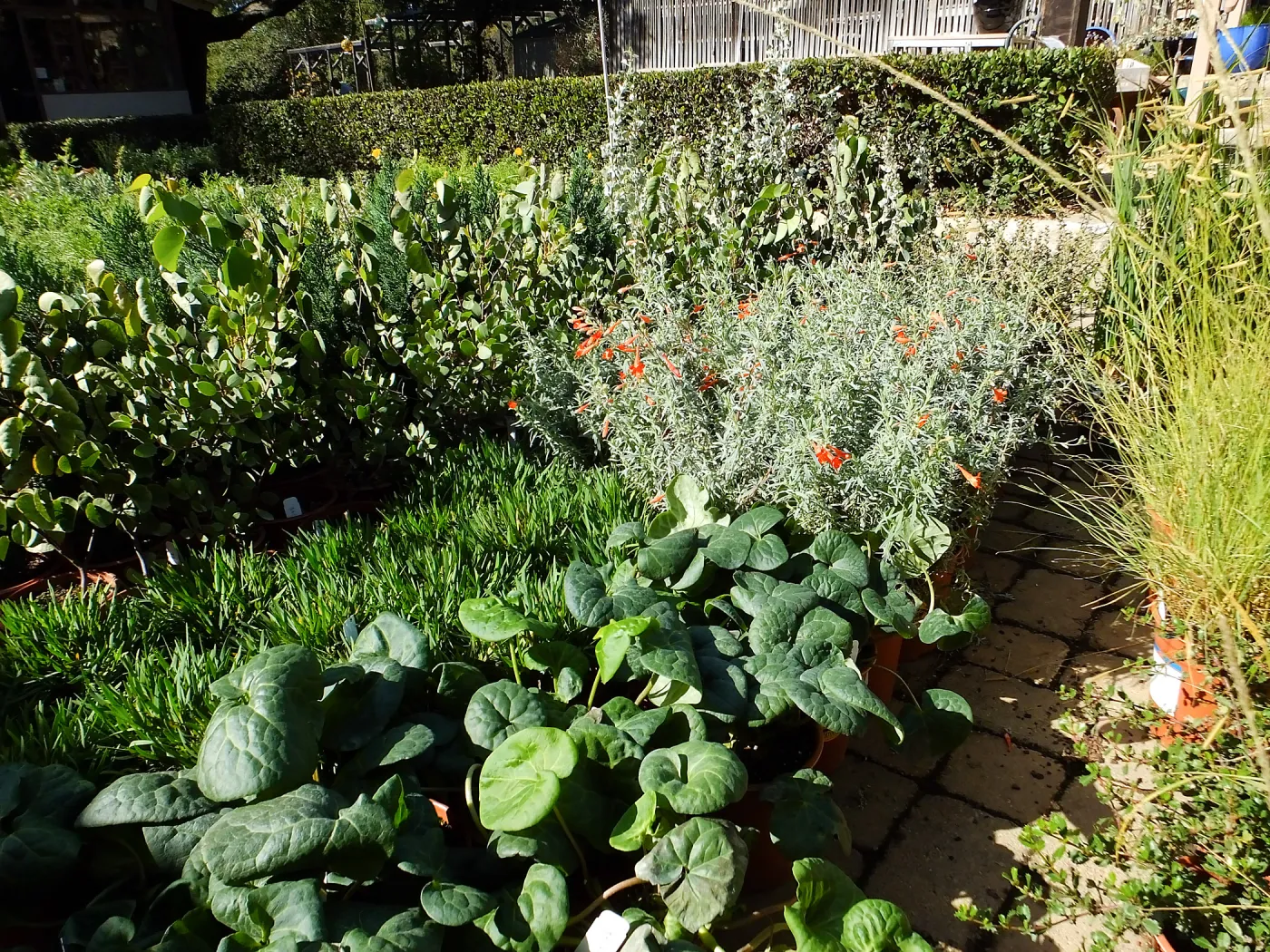 Fall Plant Sale 2015 preparations