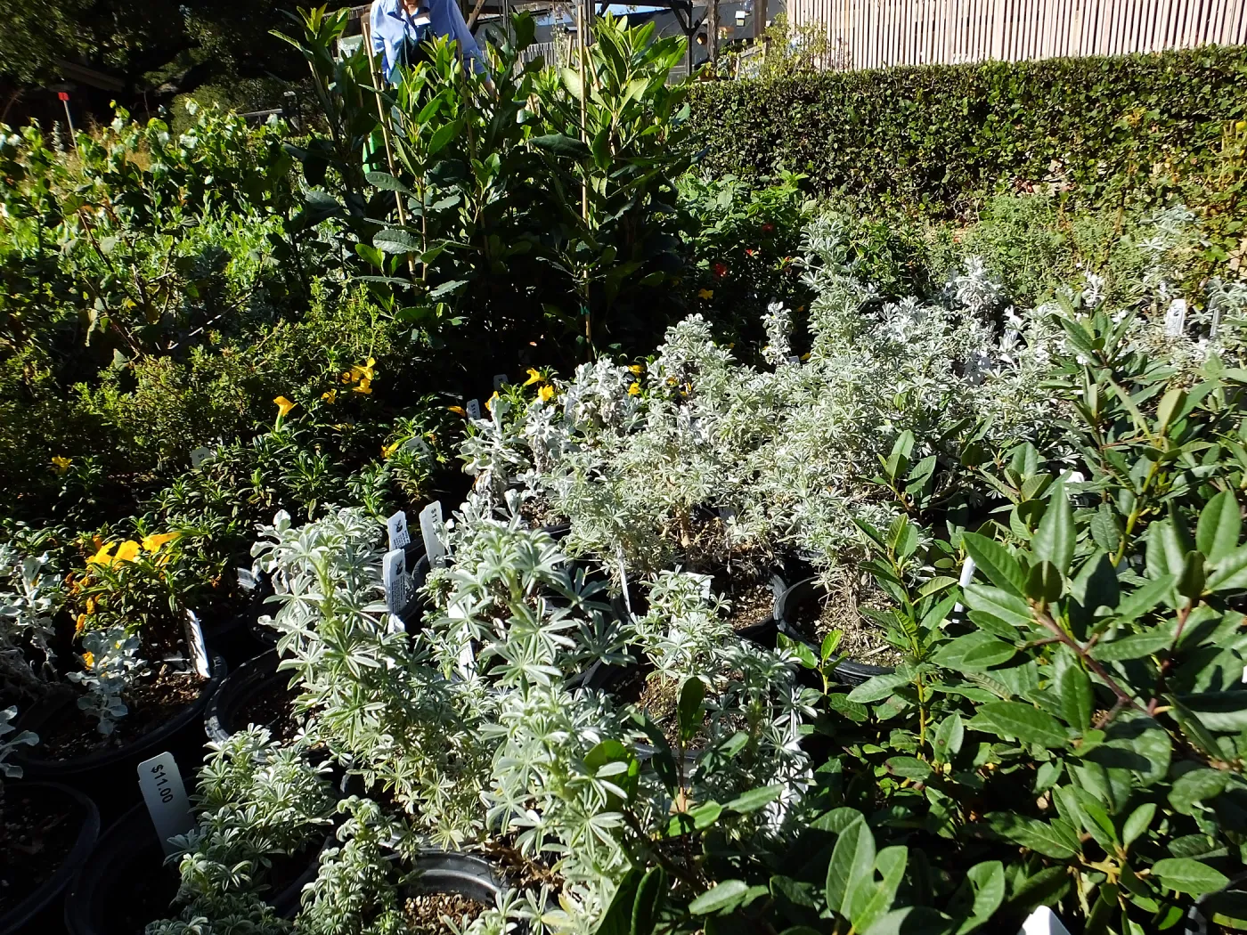 Fall Plant Sale 2015 preparations