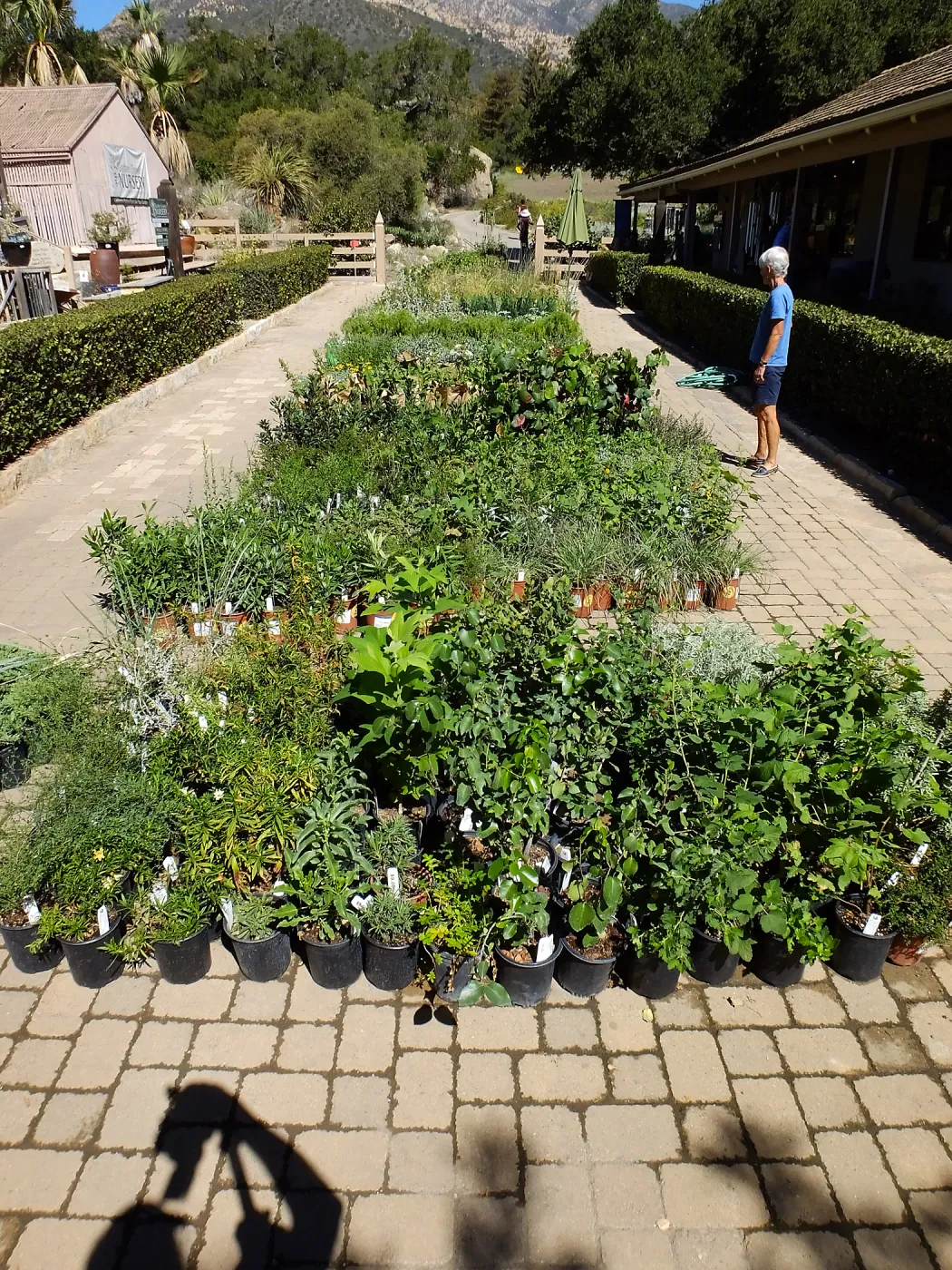 Fall Plant Sale 2015 preparations