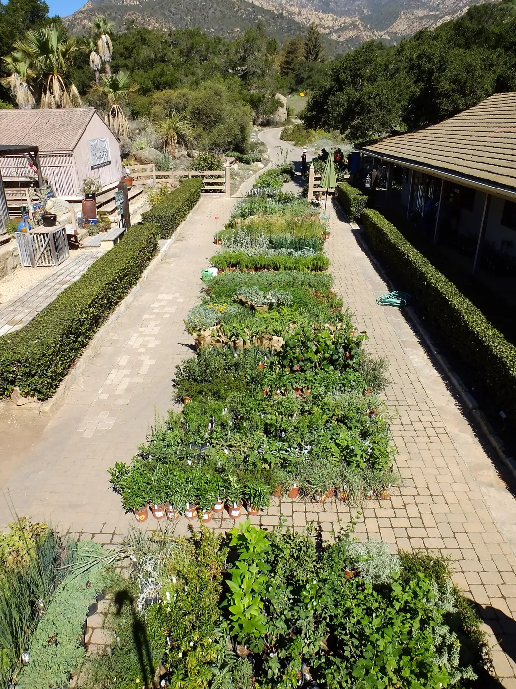 Fall Plant Sale 2015 preparations
