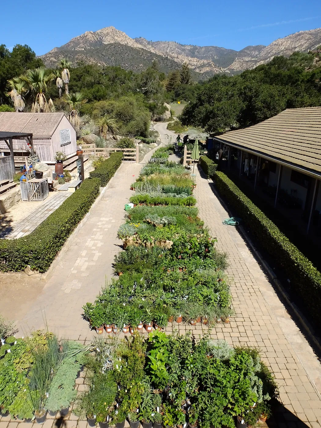 Fall Plant Sale 2015 preparations