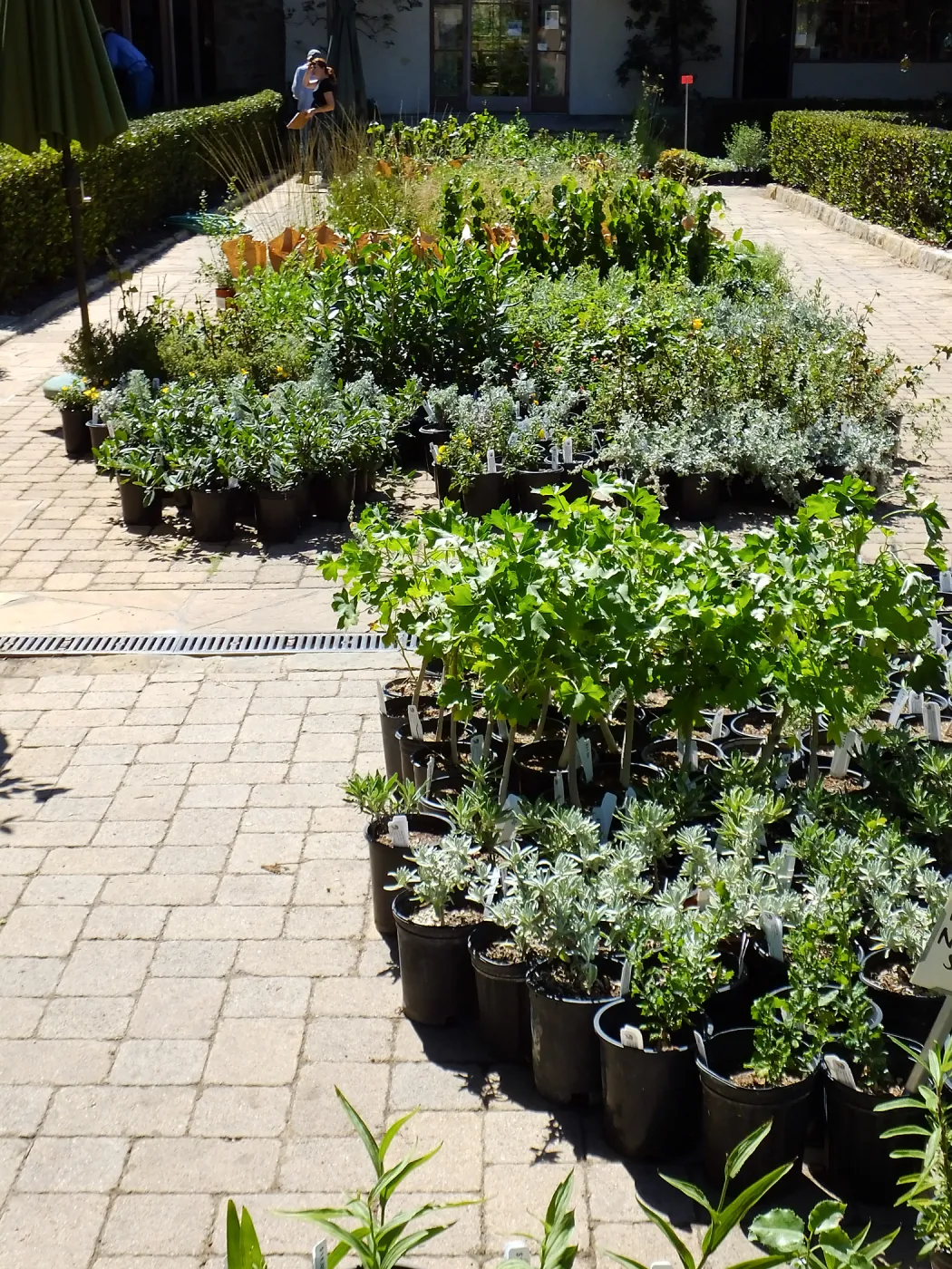 Fall Plant Sale 2015 preparations