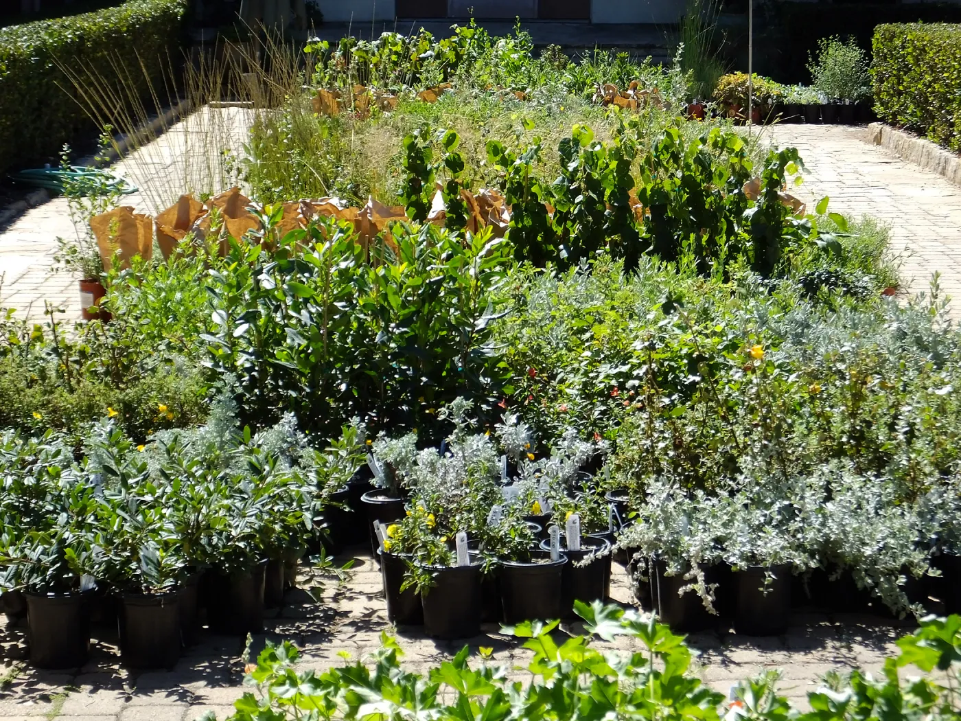 Fall Plant Sale 2015 preparations